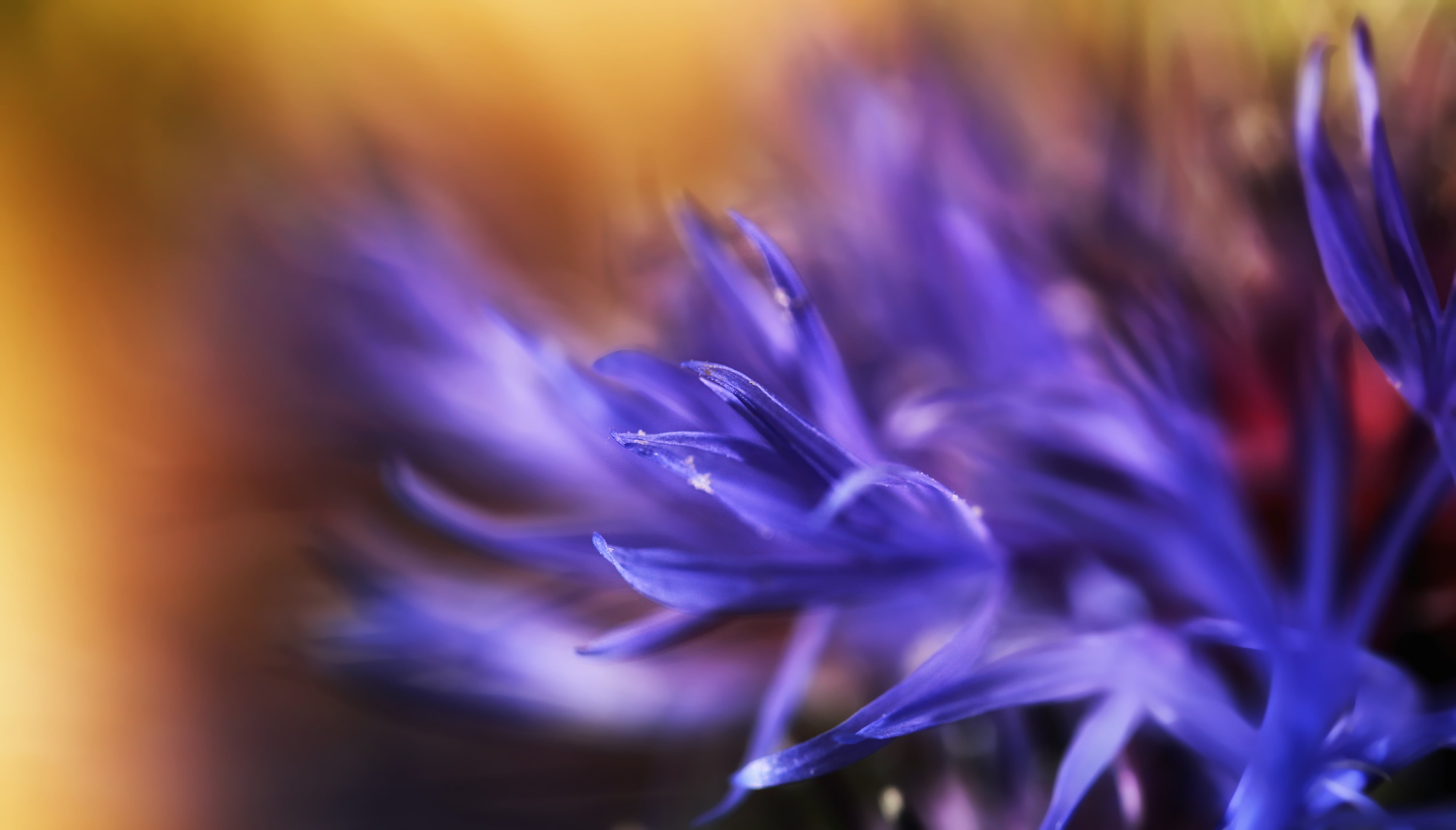 nature, photography, flower, selective focus, flower Head, plant, close-up, purple, focus, purple flower, macro, single Flower, selective, bokeh, 4K, HD Wallpaper