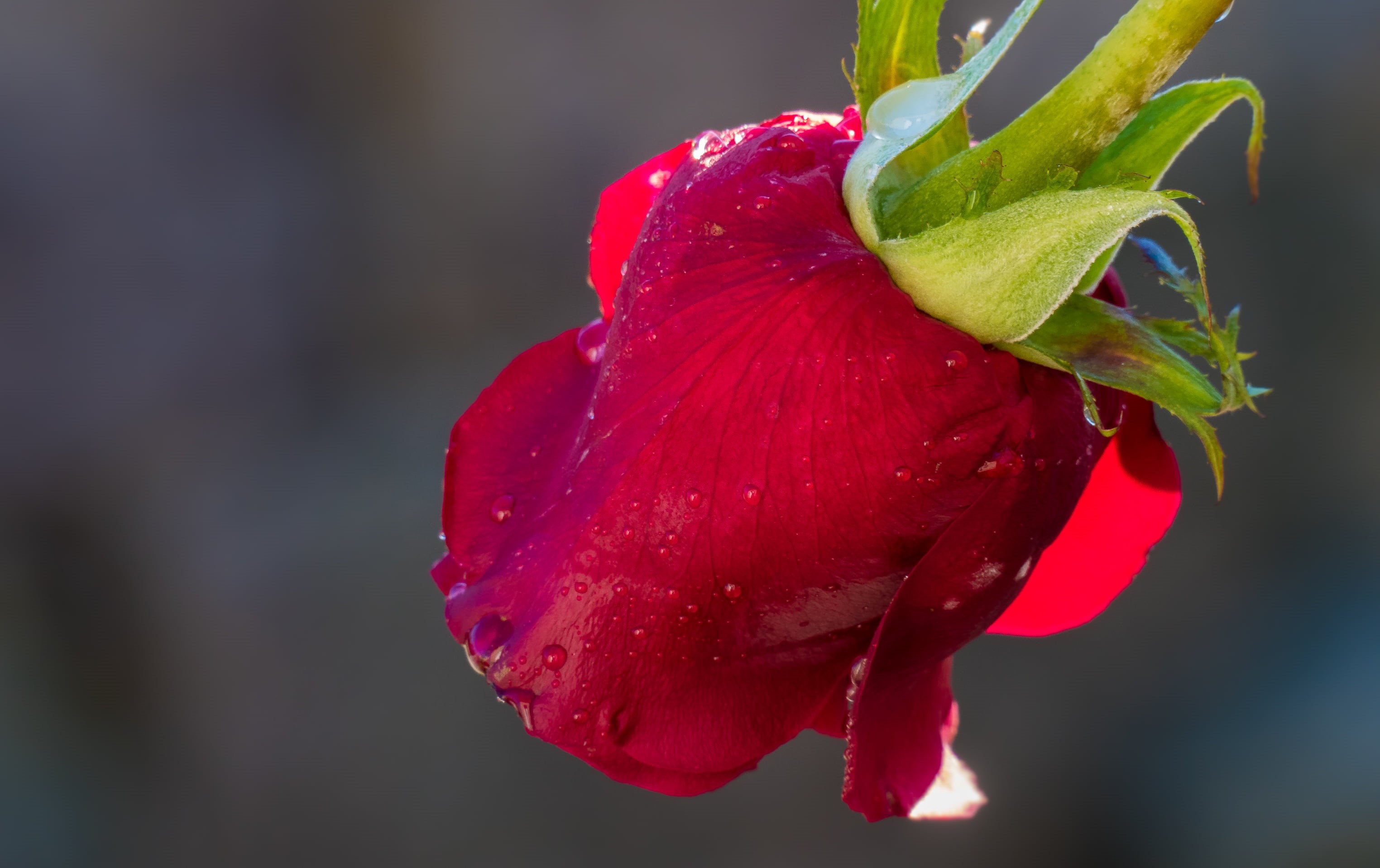 petal, plant, rosas, Flores, shallow focus, macro, FZ, flower Head, Lumix, close-up, Flowers, photography, flower, rose, 2K, focus, shallow, red, Raw, HD Wallpaper