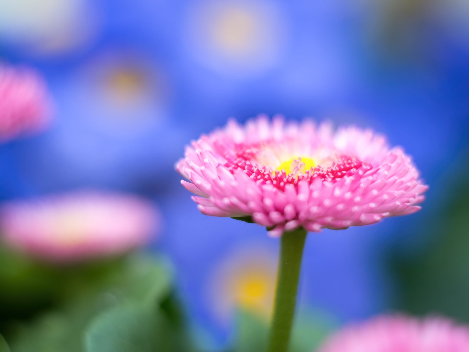 colours, springtime, photography, focus, MFT, Panasonic Lumix G5, Blume, pink, Frühling, selective focus, dof, bokeh, 1080P, M43, selective, Spring, summer, HD Wallpaper