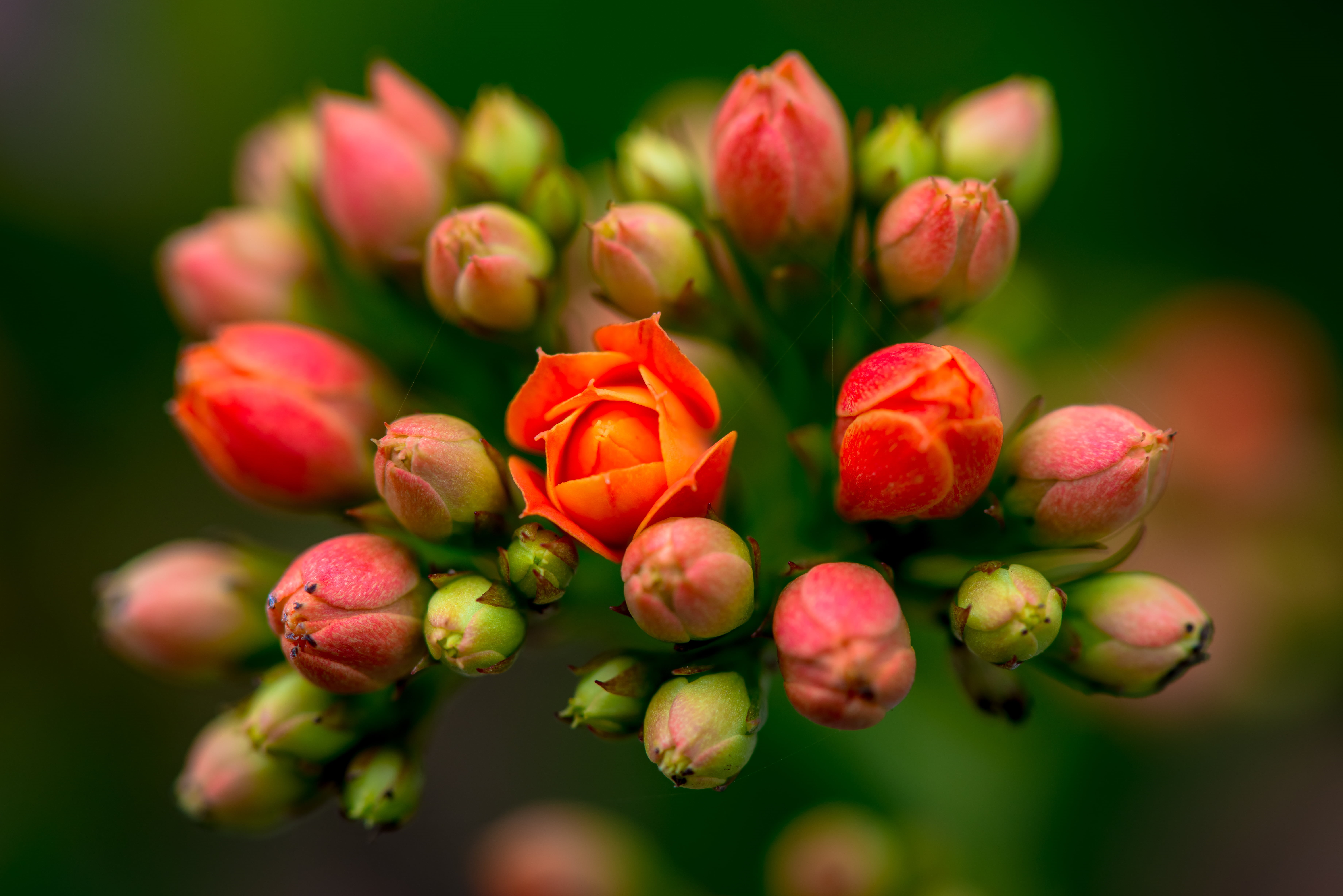 5K, red, freshness, petal, springtime, buds, flower Head, flowers, close-up, flower, nature, pink, plant, beauty In Nature, HD Wallpaper