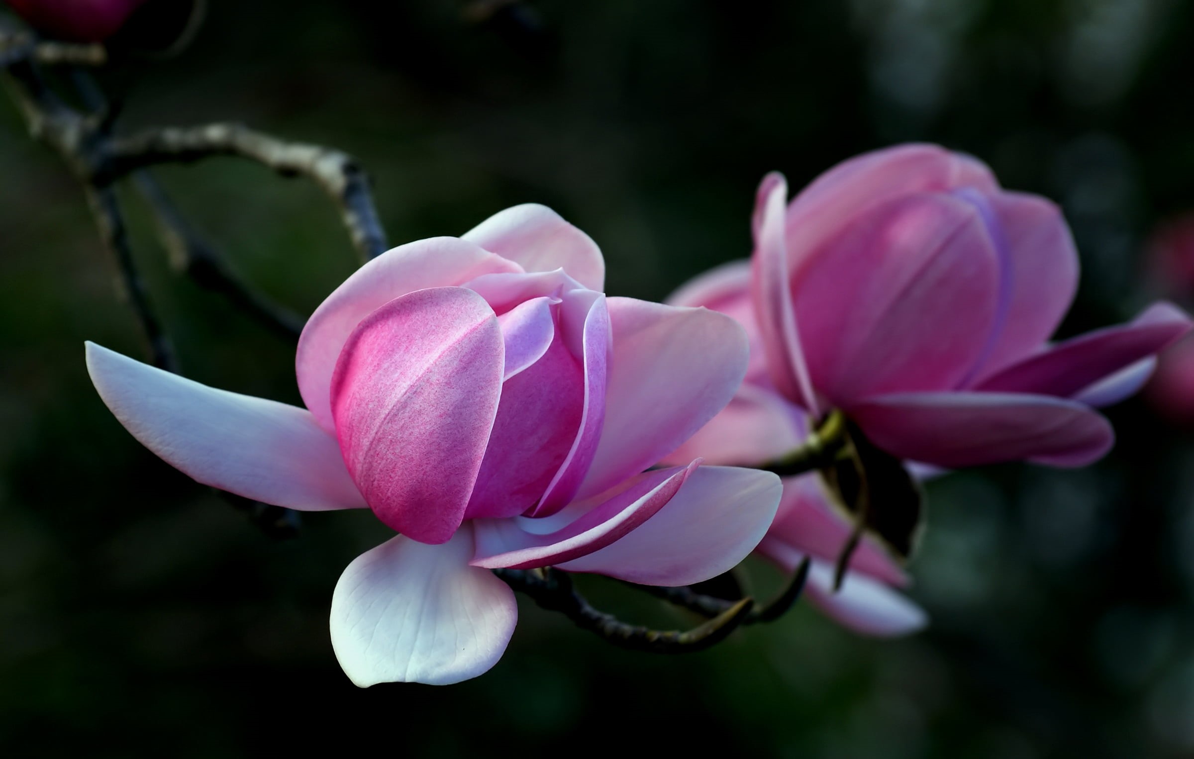 flower, magnolia, pink Color, flower Head, leaf, photography, photos, selective, petal, CC0, Public Domain, Dedication, plant, Magnolia. Campbellii, selective focus, HD Wallpaper