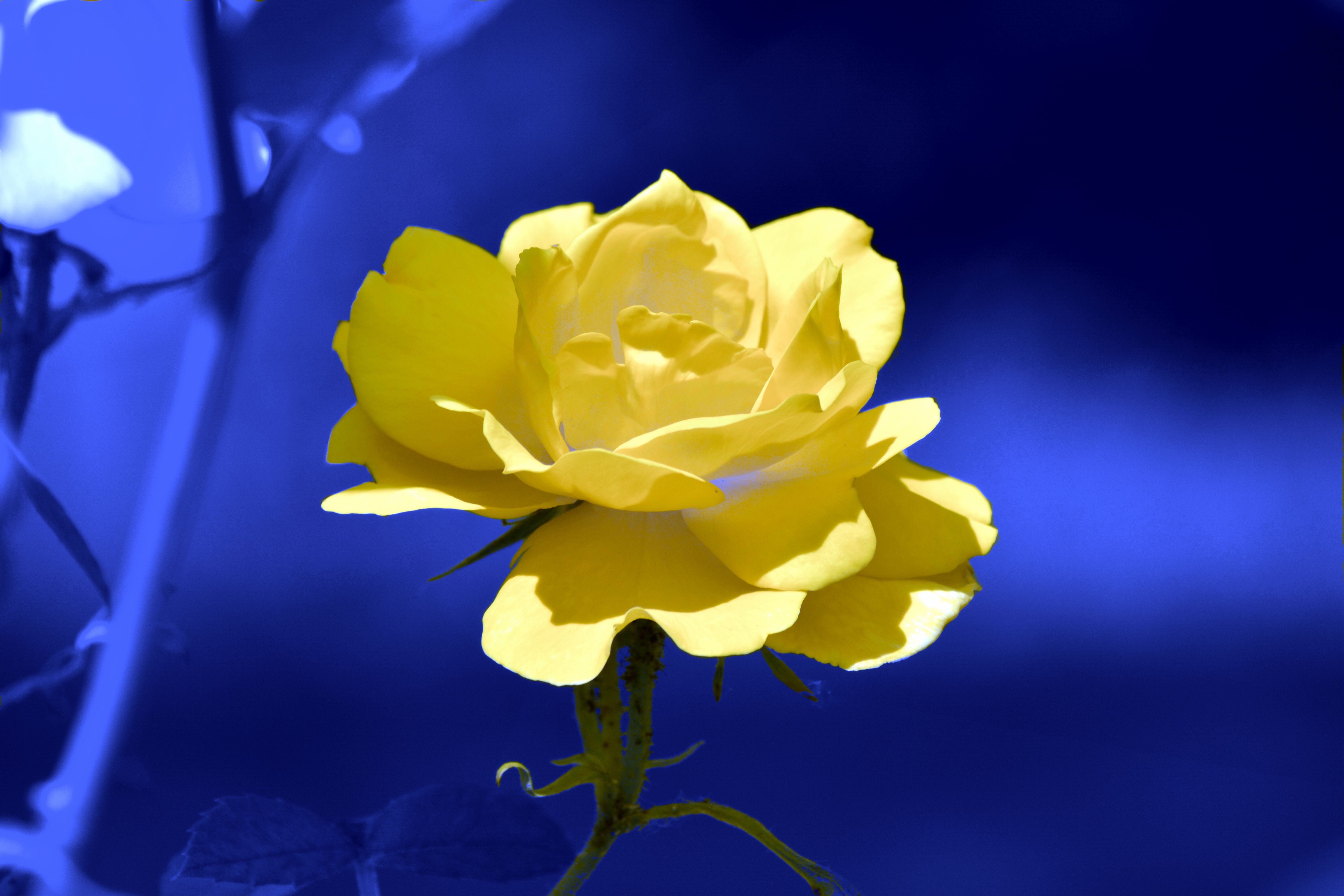 petal, bright, stunning, pops, flower Head, rose, photography, selective, leaf, background, beauty In Nature, in Blue, Yellow Rose, plant, yellow, Yellow  Sea, HD Wallpaper