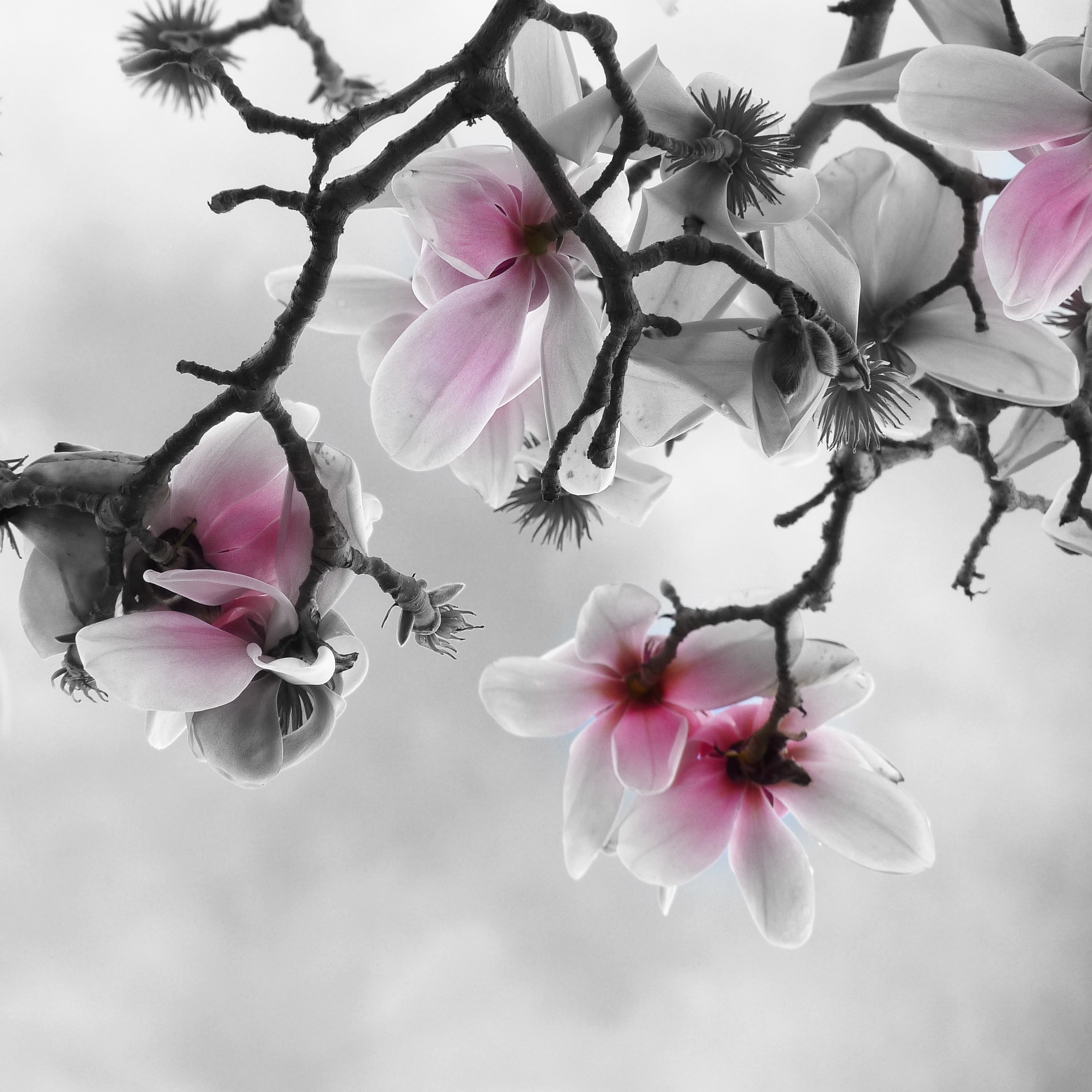 sky, magnolia, pink Color, selective, hymn, focus, flower, petal, freshness, Shake, white, selective focus, beauty In Nature, flowers, petaled, springtime, Phone HD Wallpaper