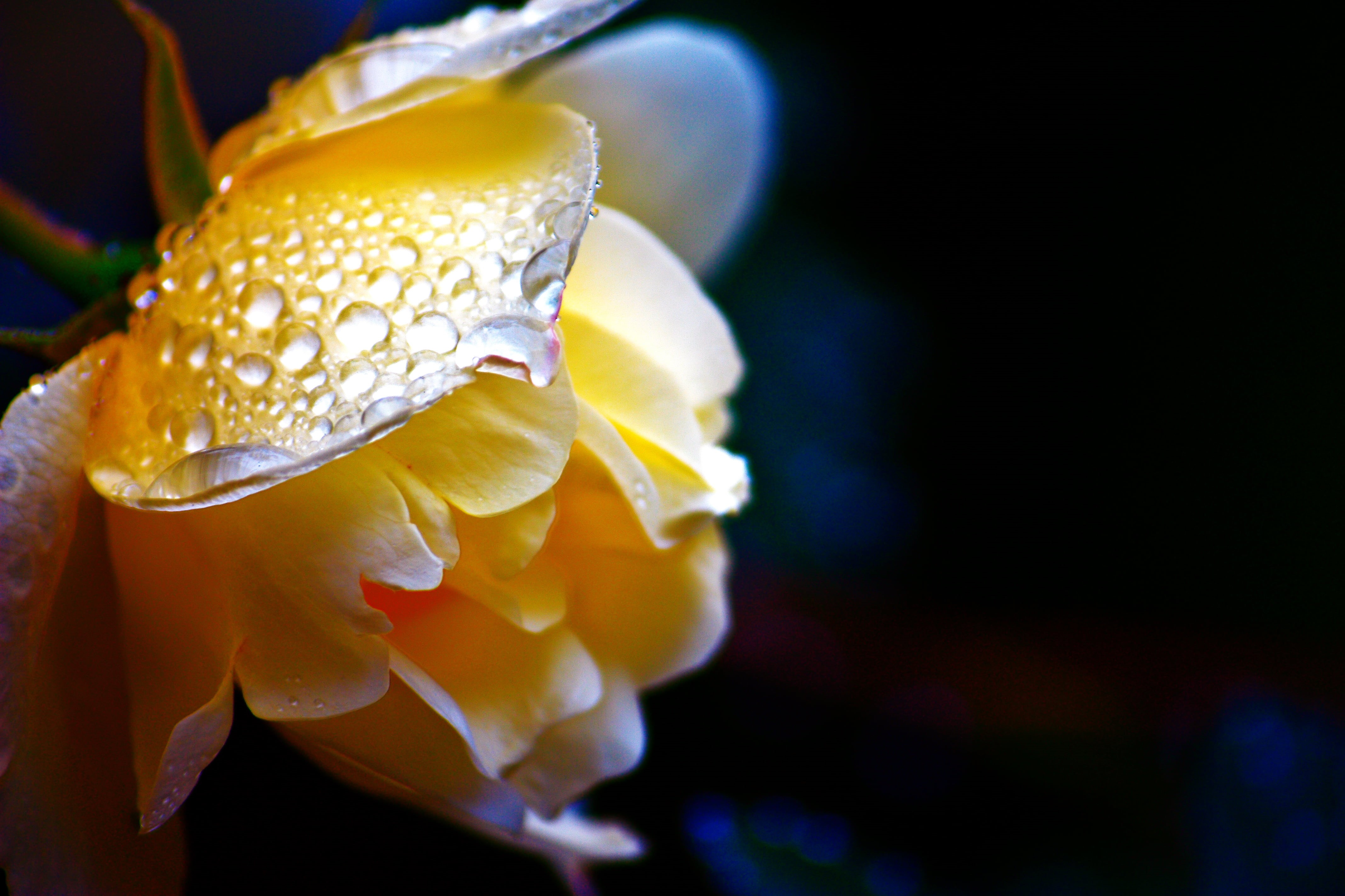 flower, yellow, petaled, macro, petal, nature, beauty In Nature, 4K, plant, rose, close-up, single Flower, HD Wallpaper