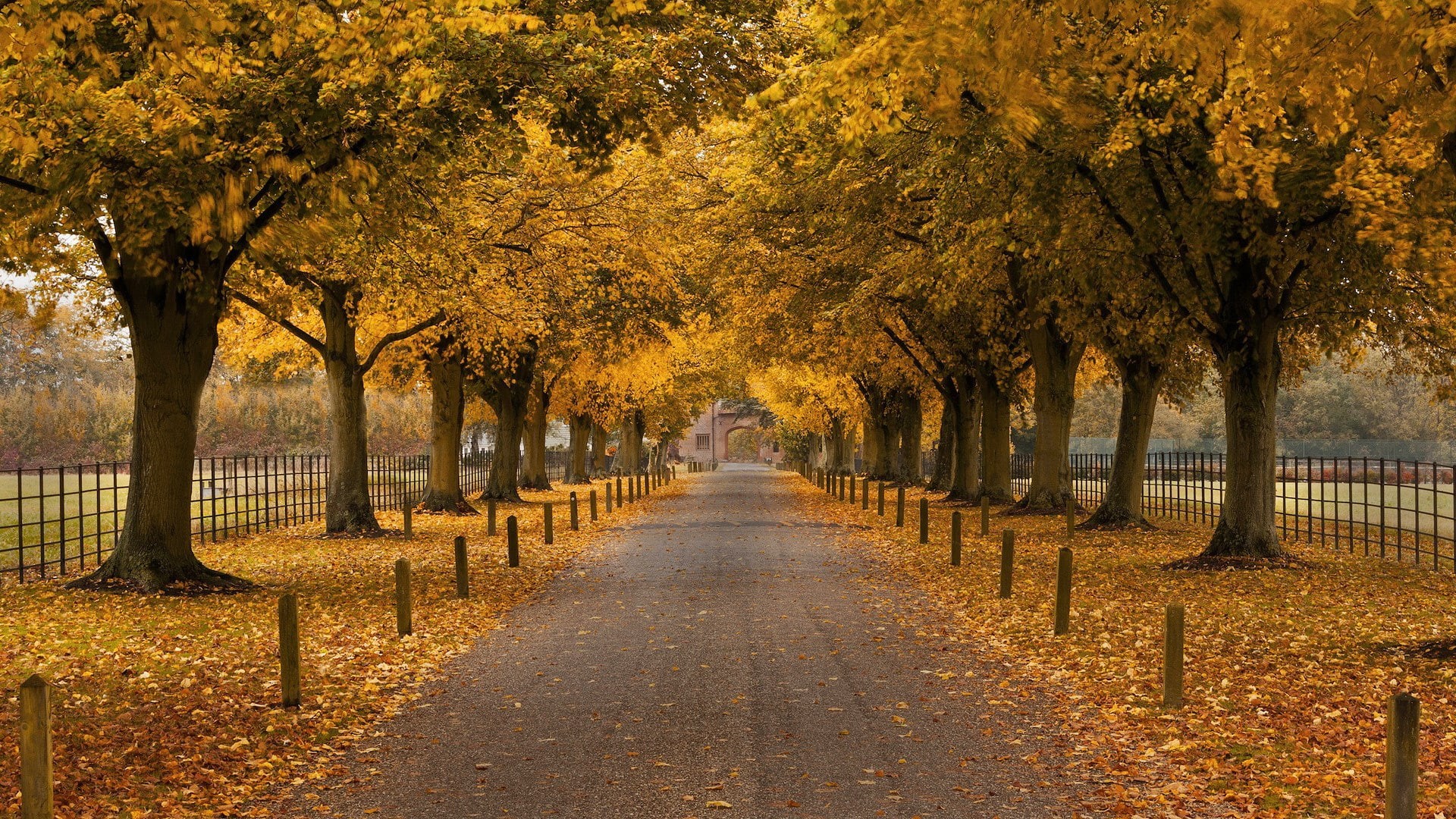 1080P, autumn, no people, for desktop nature scenes beautiful scenery 1920x1080, change, tree, leaf, scenics - nature, diminishing perspective, tranquility, HD Wallpaper