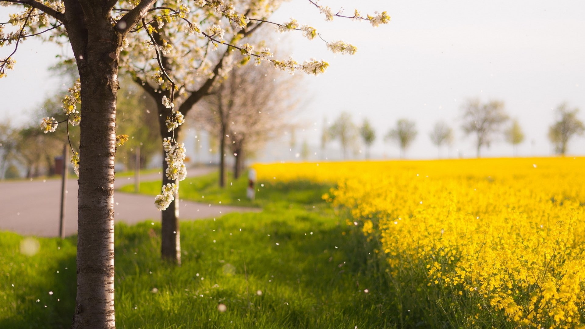 for desktop nature scenes beautiful scenery 1920x1080, 1080P, HD Wallpaper
