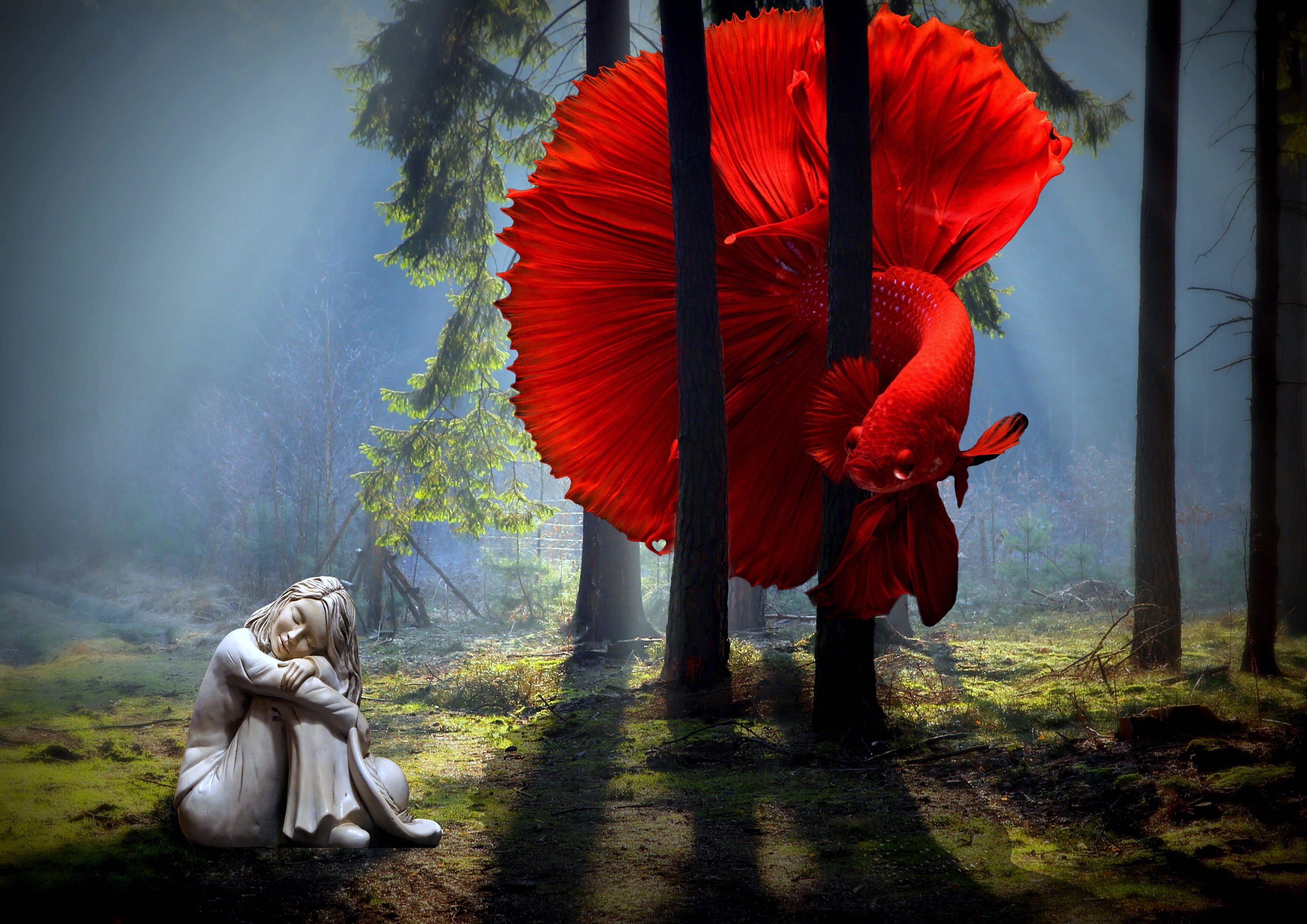 2K, religion, dream, betta fish, people, beauty in nature, representation, contrast, creativity, nature, day, dreaming, plant, betta, near, walking, dreamy, HD Wallpaper