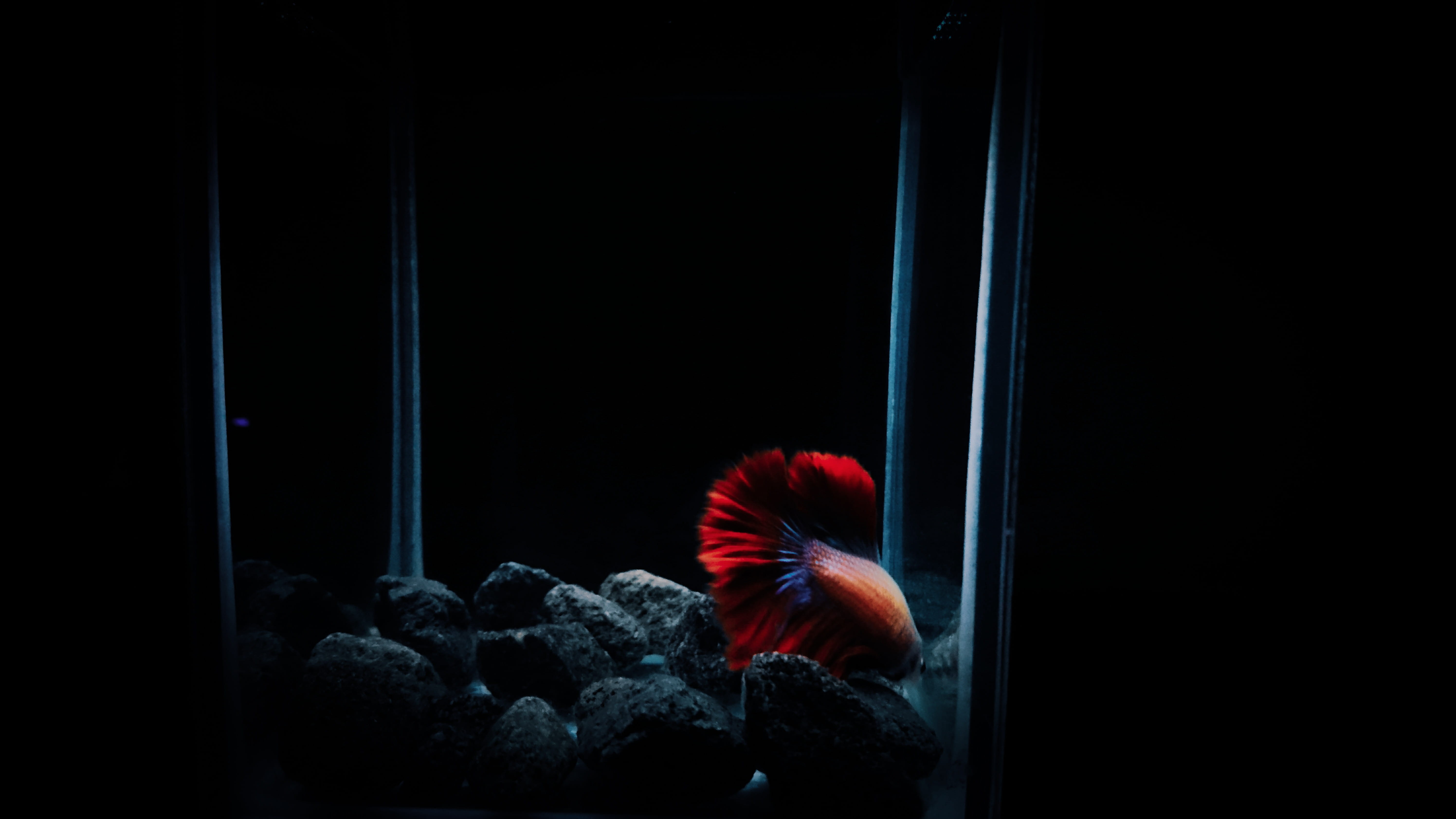 betta, invertebrate, aquarium, hairstyle, domestic room, rear view, water, nature, lifestyles, one person, bird, coal, fish, outdoors, coral reef, night, HD Wallpaper