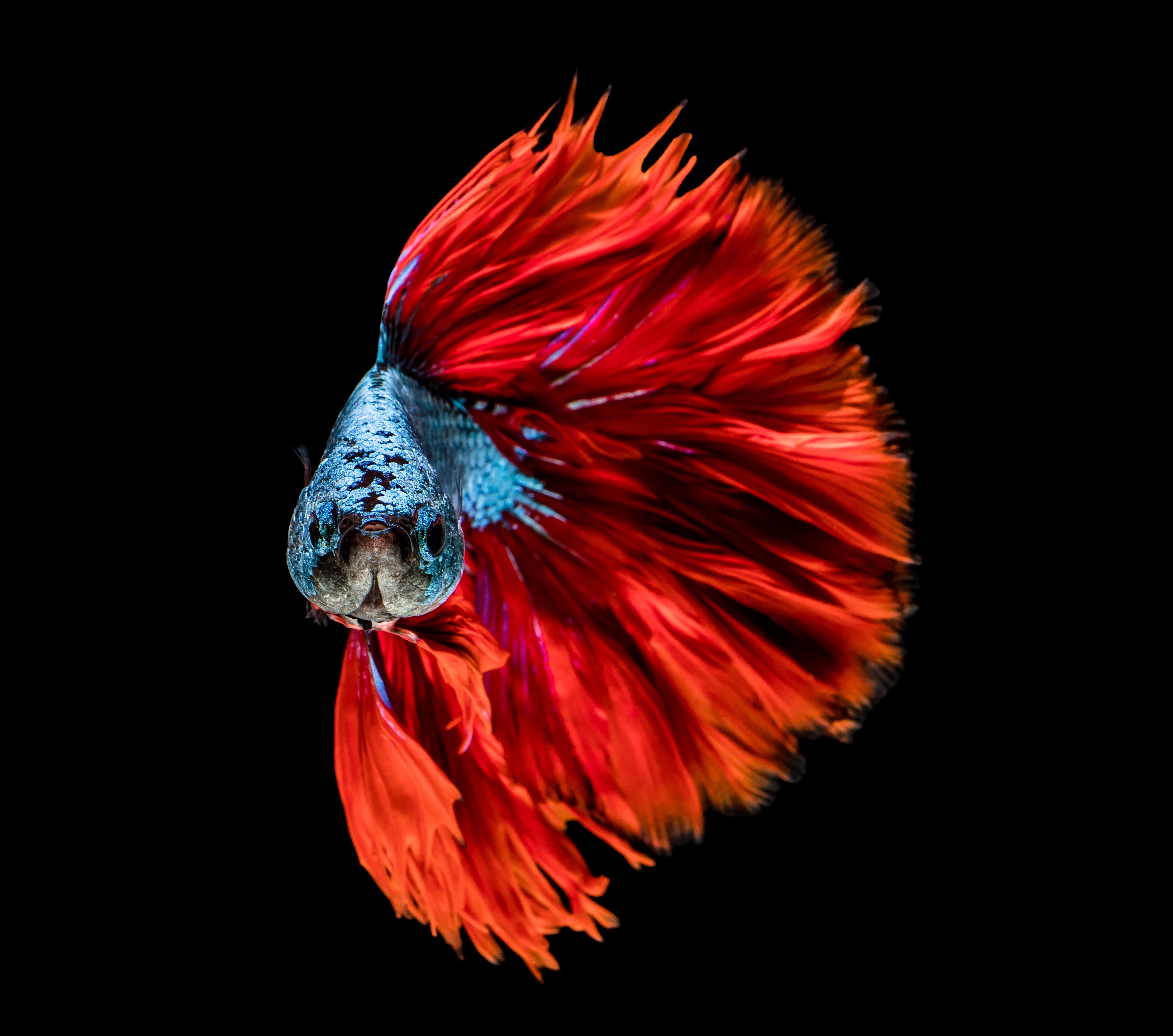 4K, sea, swimming, betta, no people, cut out, animals in the wild, underwater, indoors, full, marine, moon, black background, nature, blue, red, studio shot, HD Wallpaper
