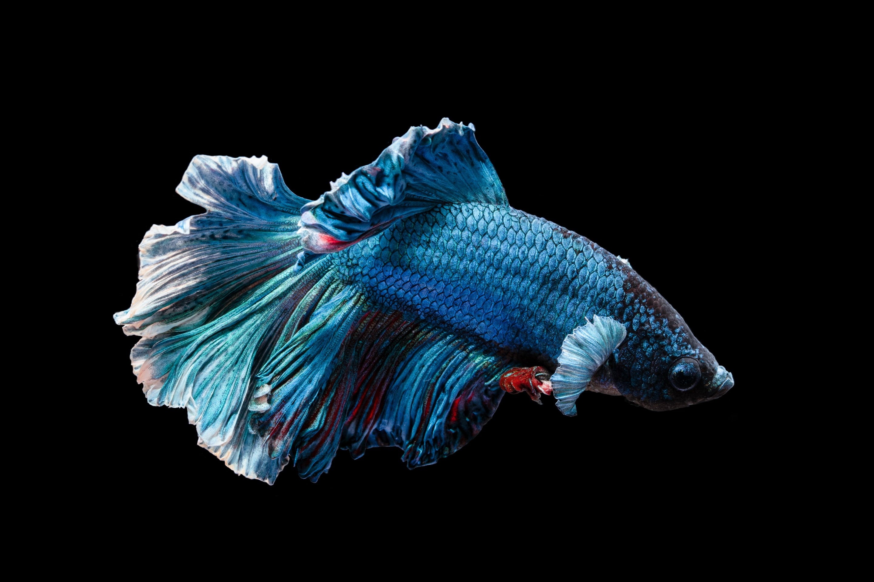 wildlife, no people, water, nature, fish, black, animals, animal themes, animal, underwater, blue, cut out, red, studio shot, close-up, 2K, vertebrate, HD Wallpaper