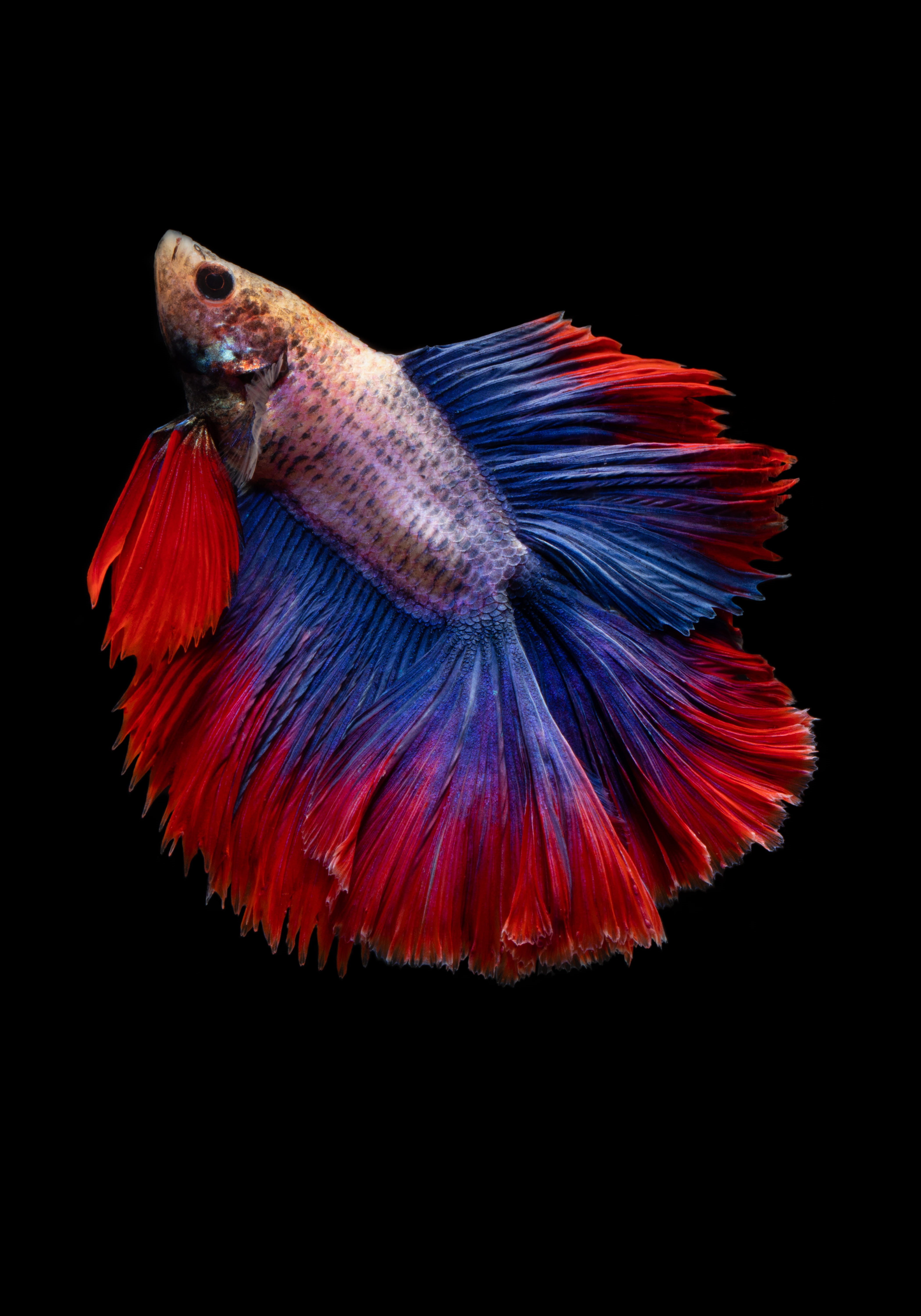 blue, pets, 5K, backgrounds, redandblue, animal, siamese Fighting Fish, betum, tail, betta, siamese Cat, scenic, full, moon, unique fish, red, nature, Phone HD Wallpaper