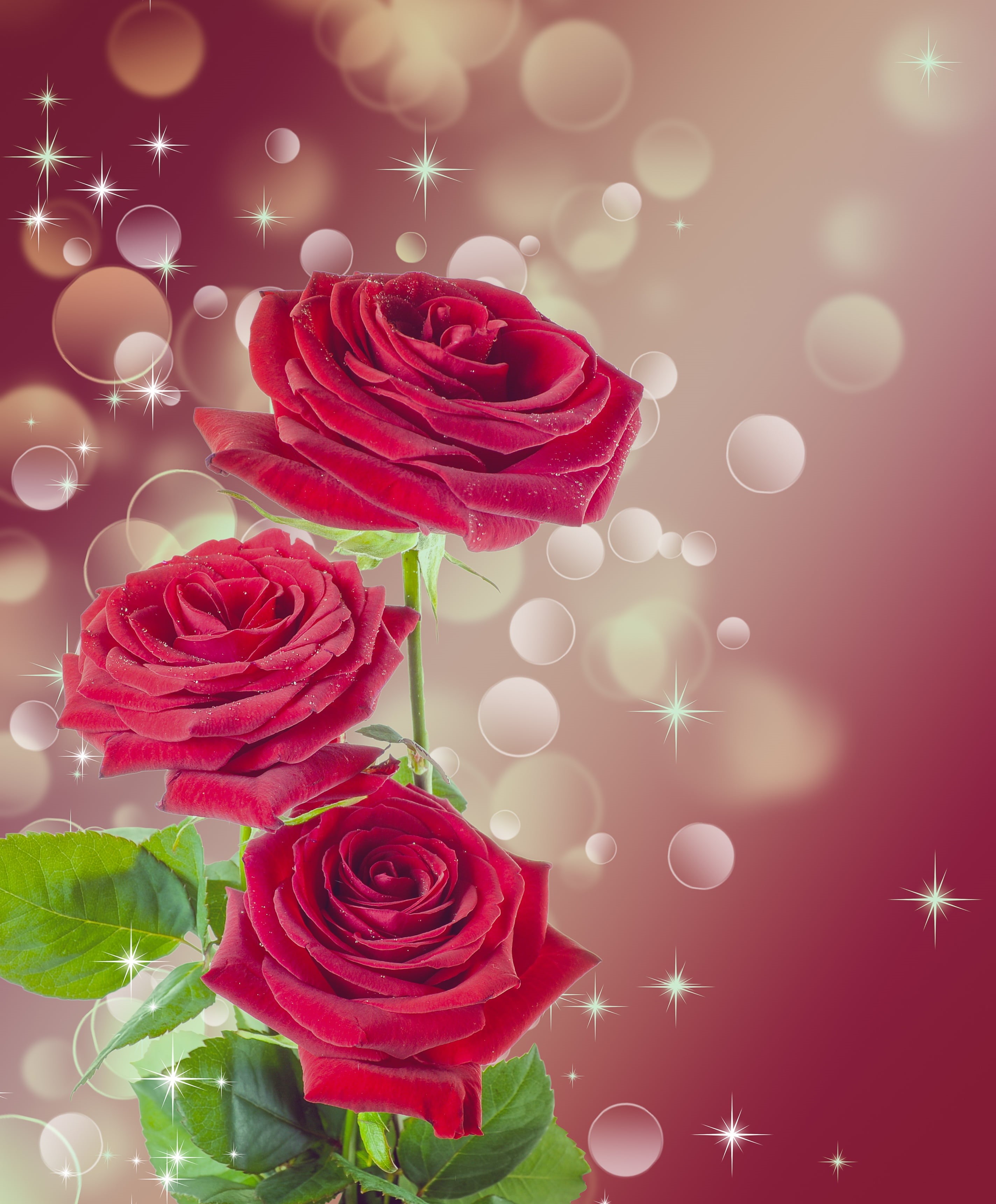 multi colored, love, abstract, female, petal, temptation, gift, flower arrangement, backgrounds, rose - flower, fragility, close-up, flowering plant, natural, Phone HD Wallpaper