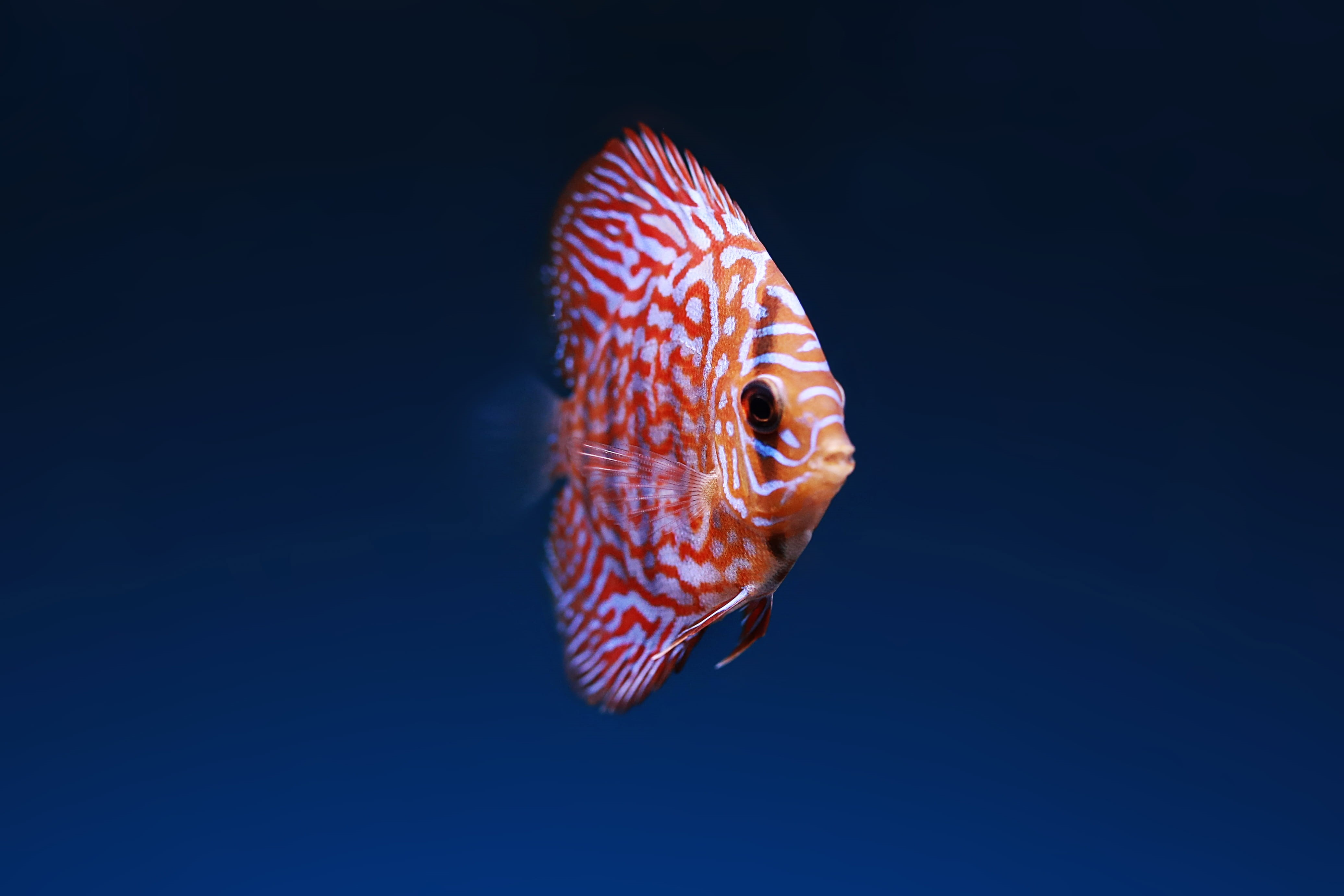 indoors, undersea, swimming, aquarium, copy space, water, underwater, eye, saltwater fish, marine life, one animal, vertebrate, discuss, profile view, blue background, HD Wallpaper
