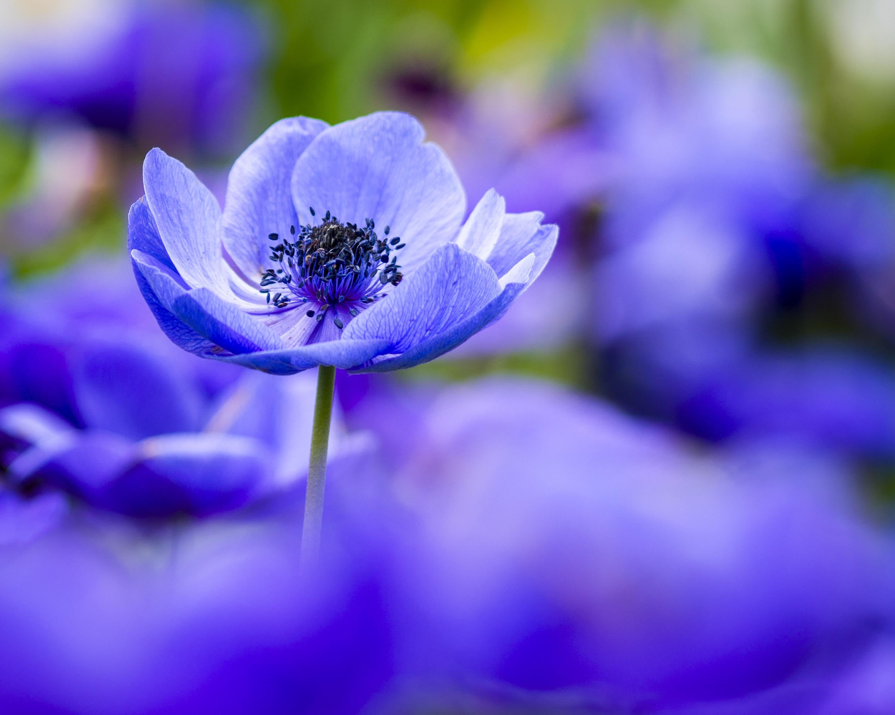 petal, close-up, dof, flowers, beauty In Nature, petaled, 2K, flower, nature, macro, flower Head, plant, purple, longwood  gardens, bloom, spring, Anemones, HD Wallpaper