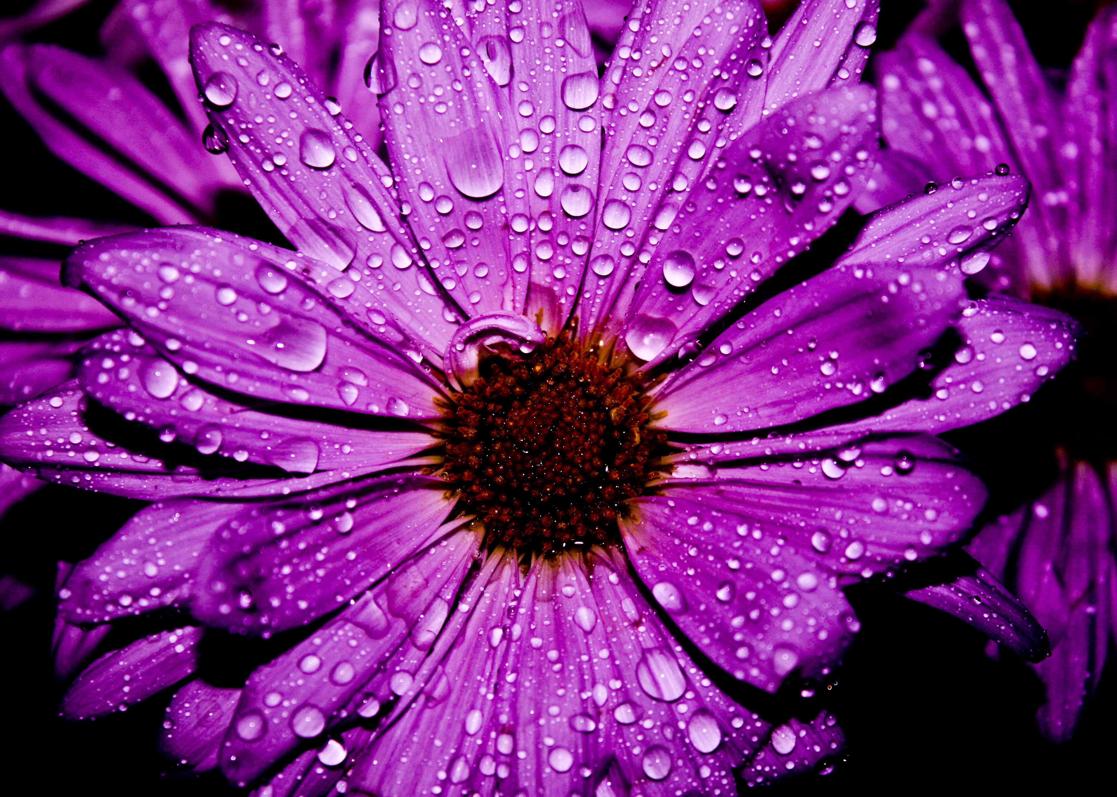 Purple Flower, closeup photography, closeup, beauty In Nature, nature, Water  Flower, Macro, purple, 2K, close-up, daisy, petal, photography, single Flower, HD Wallpaper