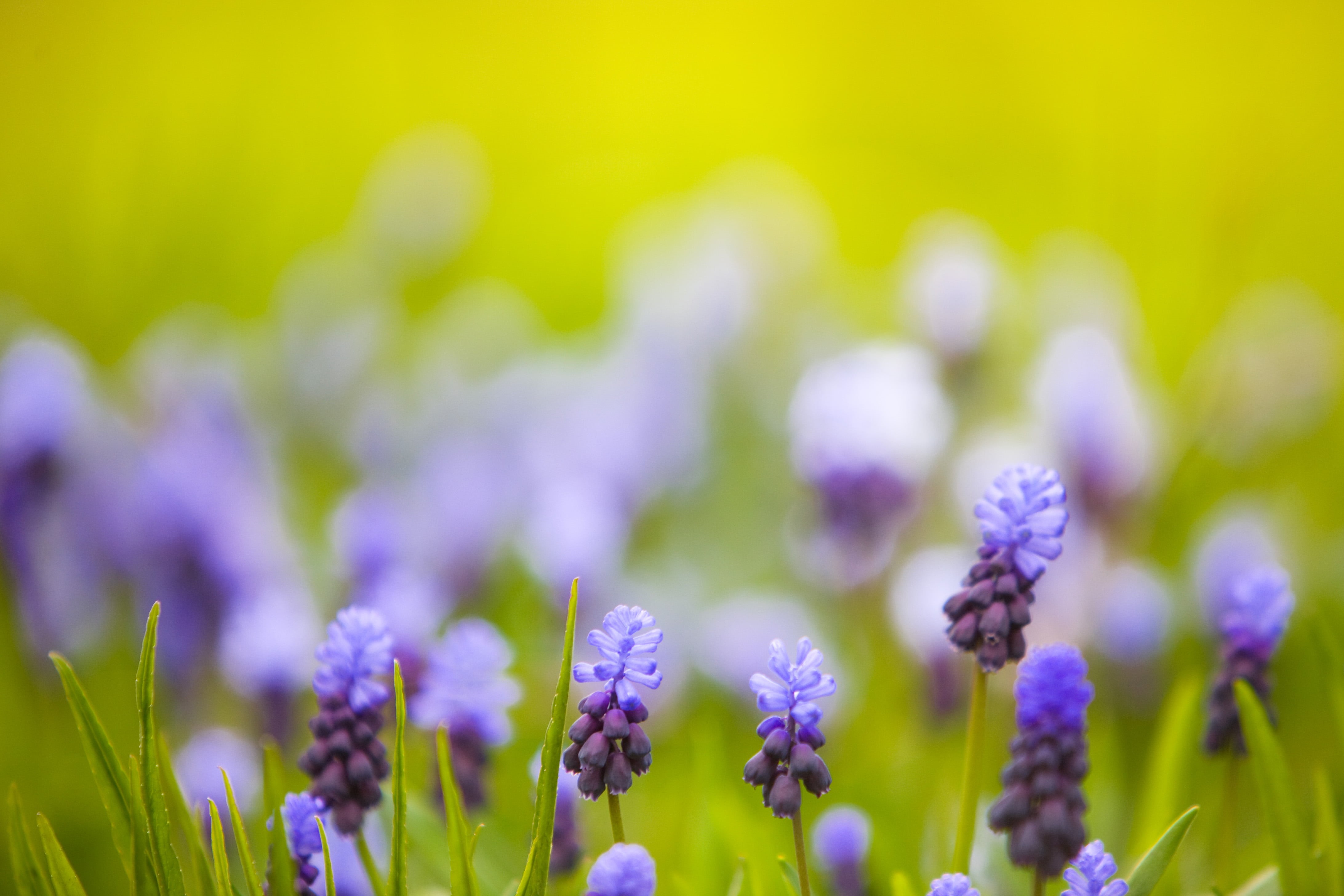 bokeh, springtime, purple, purples, selective focus, nature, green, close-up, green Color, blue, selective, flower, plant, outdoors, beauty In Nature, lavender, HD Wallpaper