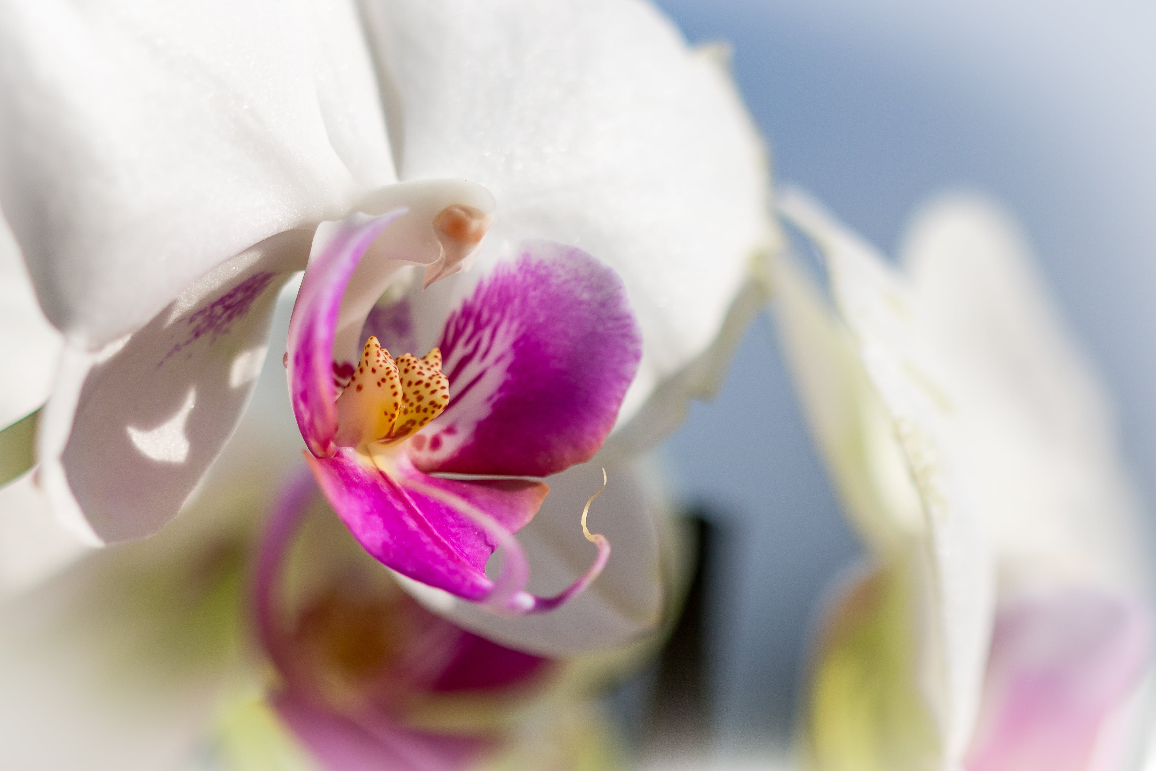 nature, pink Color, blossom, Simple, flower, purple, freshness, orchid, petal, beauty In Nature, close-up, 4K, flower Head, single Flower, macro, plant, HD Wallpaper