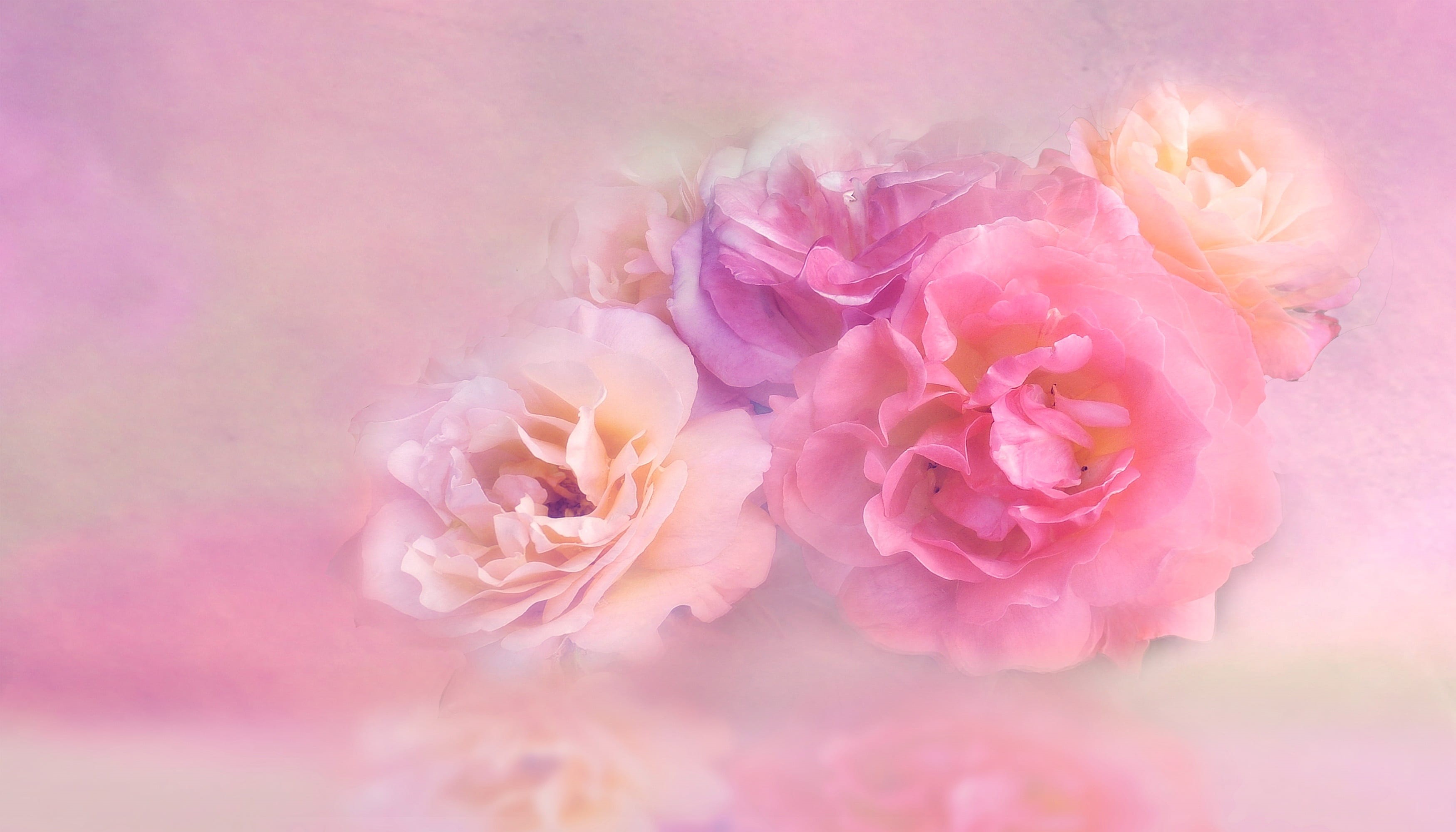 close up, tender, petal, close-up, freshness, pink color, petals, inflorescence, nature, summer, floral, rose - flower, blossom, flower head, beauty in nature, HD Wallpaper
