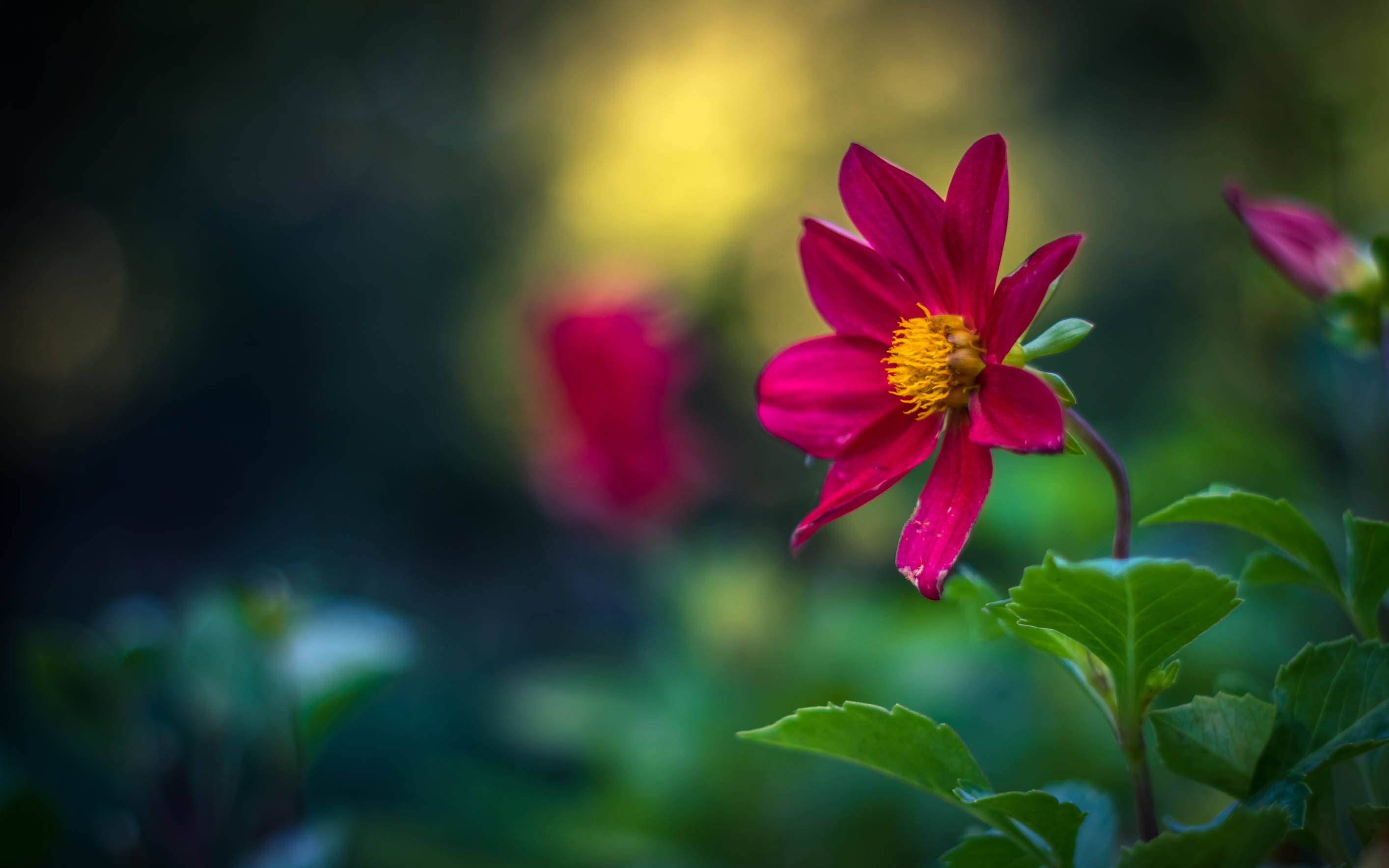 beauty In Nature, vintage, russian, petal, Cosmos, flower Head, 2K, m42, selective, pink Color, f/1.8, focus, summer, plant, zenit, flower, helios, photo, HD Wallpaper