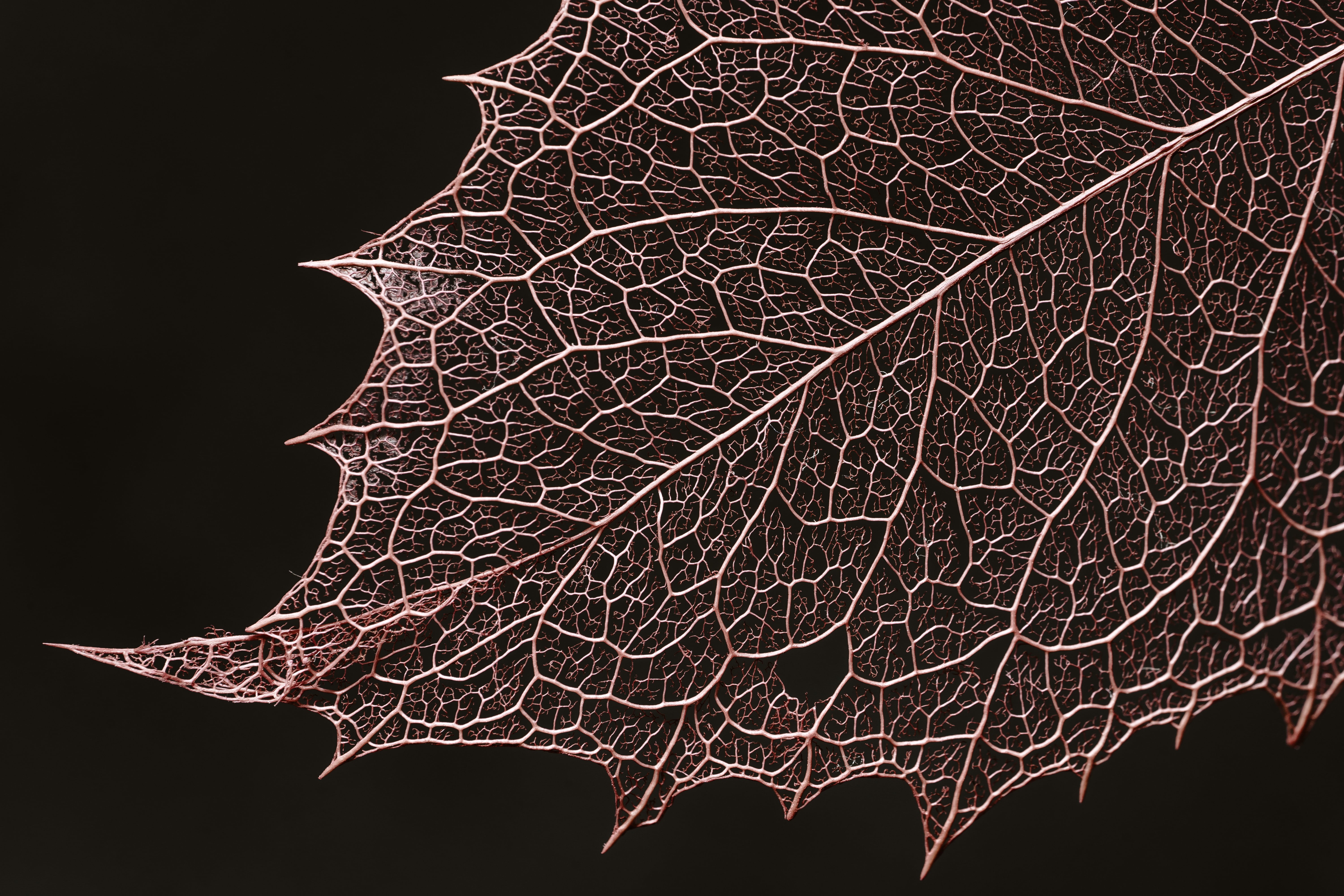 black, focus, FE, BandW, HMM, plant, Redux, Leaves, autumn, season, nature, F2.8, leaf, OSS, backgrounds, Macro, Theme, black leaf, selective, close-up, HD Wallpaper