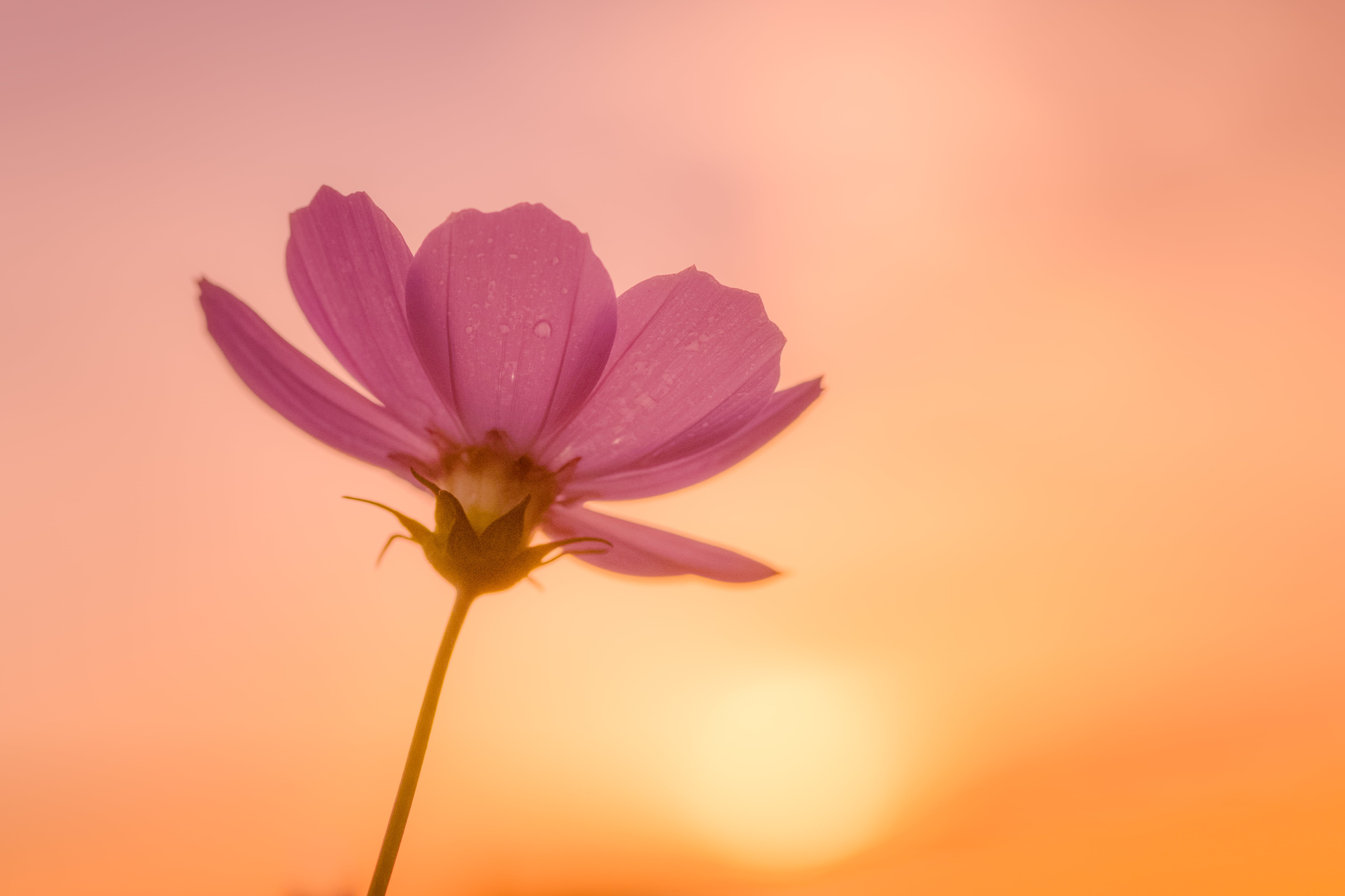 Tamron, sunrise, petal, ILCE-7M2, Blooming, 90mm, Japan, F2.8, Yokohama, close-up, flower, nature, plant, Sunlight, flower Head, daytime, summer, Macro, HD Wallpaper