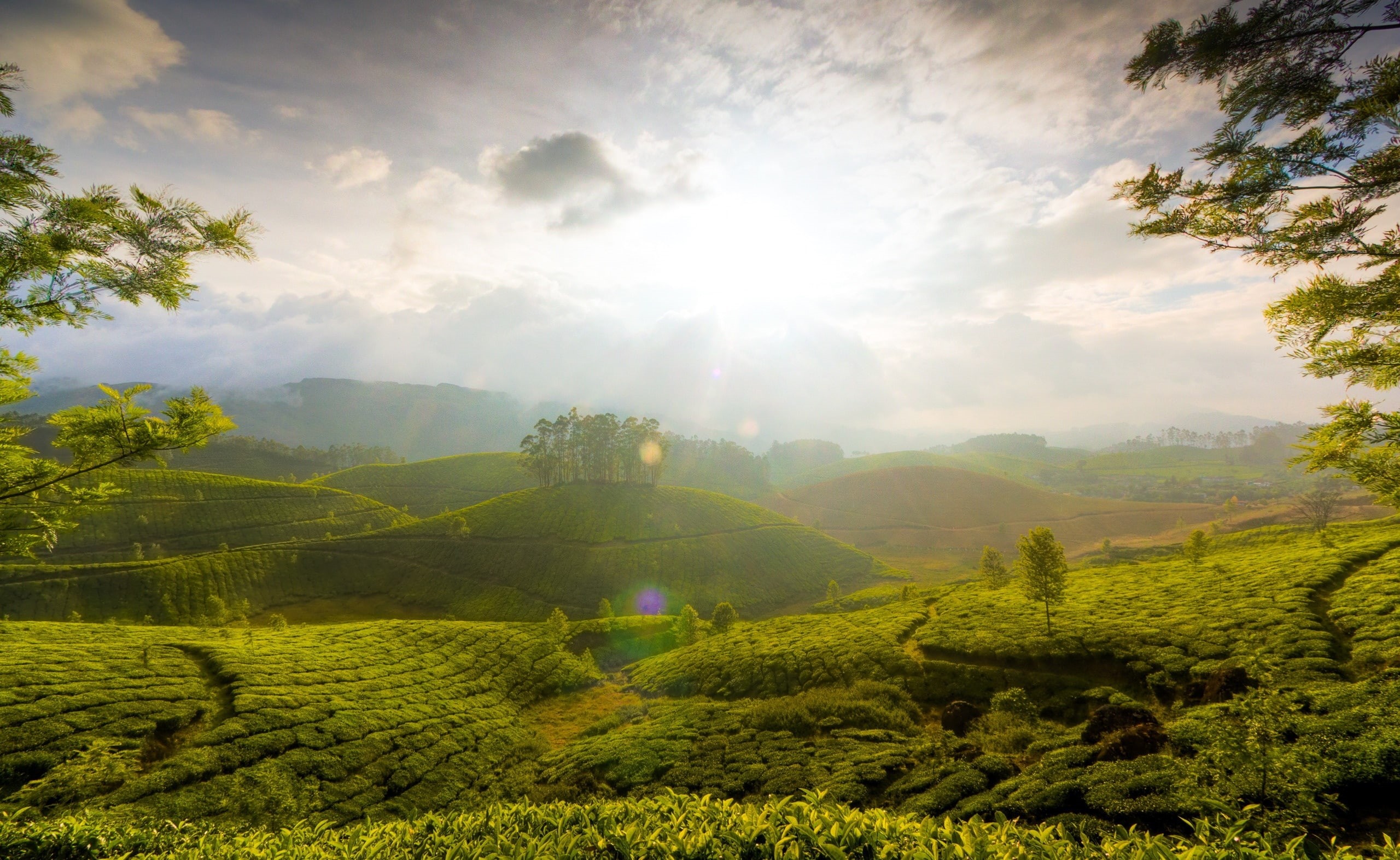 india, tea garden, munnar tea gardens, environment, travel, green color, cloud - sky, green tea field, munnar hill, hill, Landscape, scenics - nature, green, HD Wallpaper