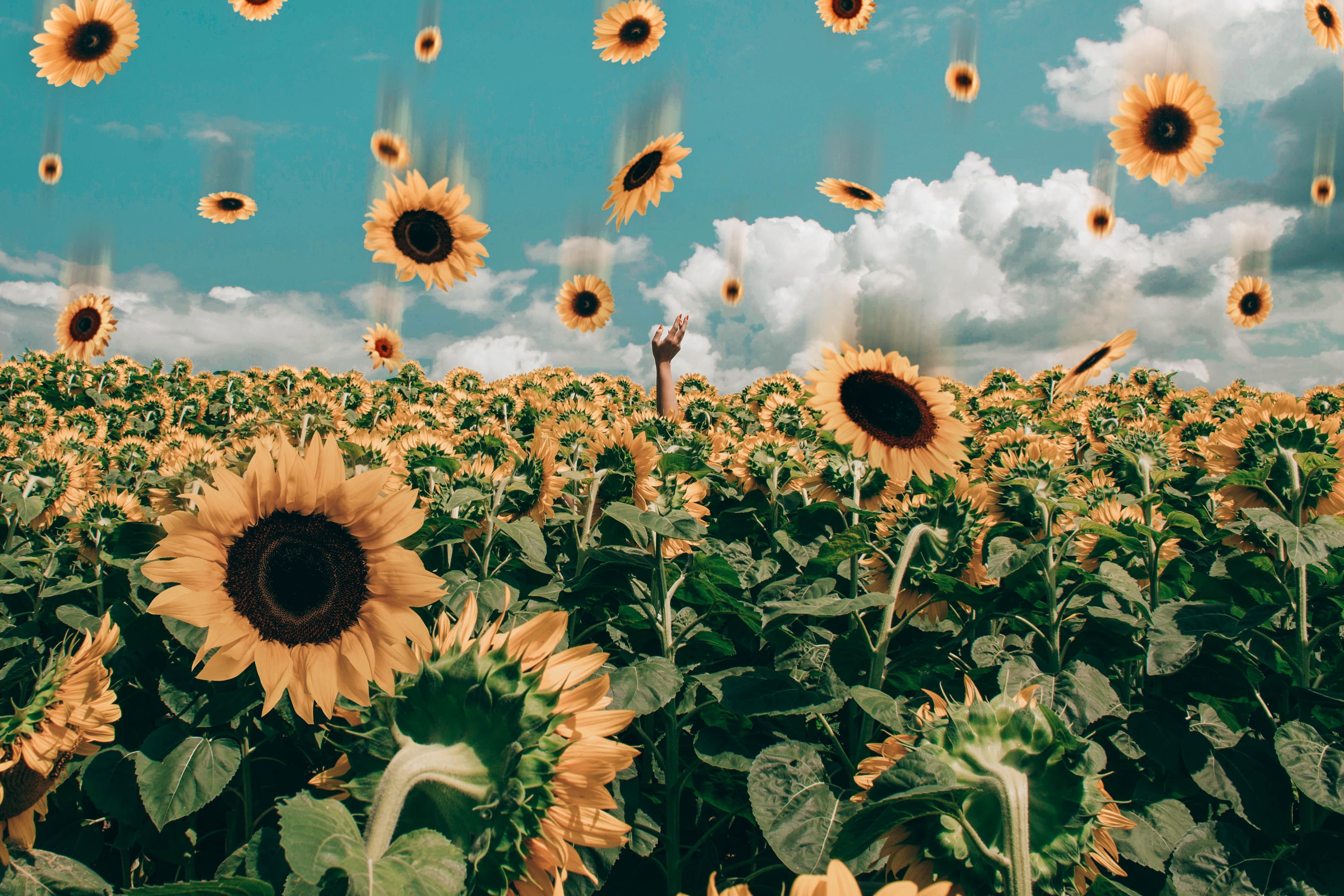 growth, land, close-up, field, flowers, day, vulnerability, mac, inflorescence, fragility, freshness, sunflowers, nature, 2K, blossom, flora, HD Wallpaper