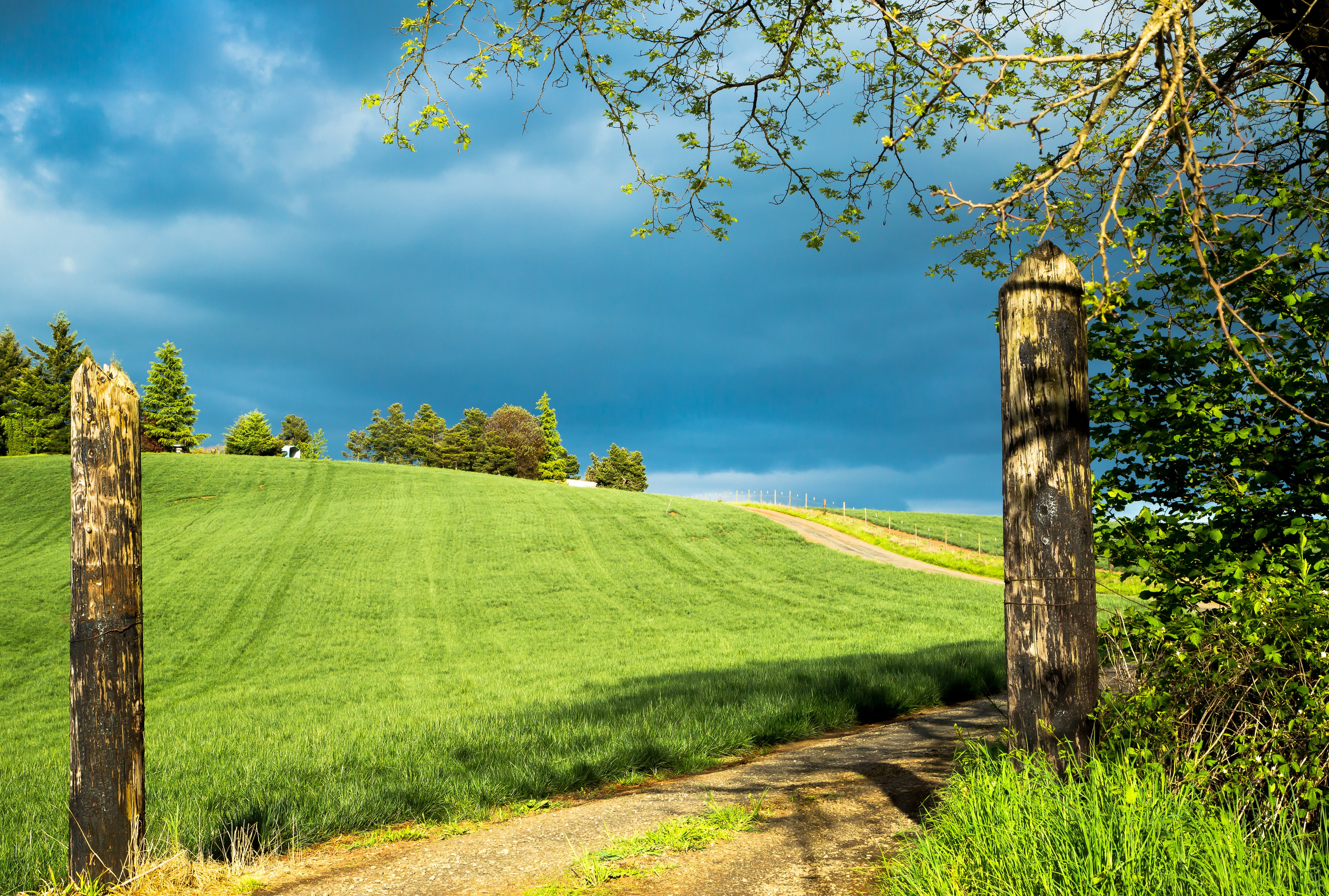 5K, Winner, europe, rural, tree, post  road, nature, scenics, clouds, Salem, Digital Photography, rural Scene, sky, grass, green grass, field, Beginner, HD Wallpaper