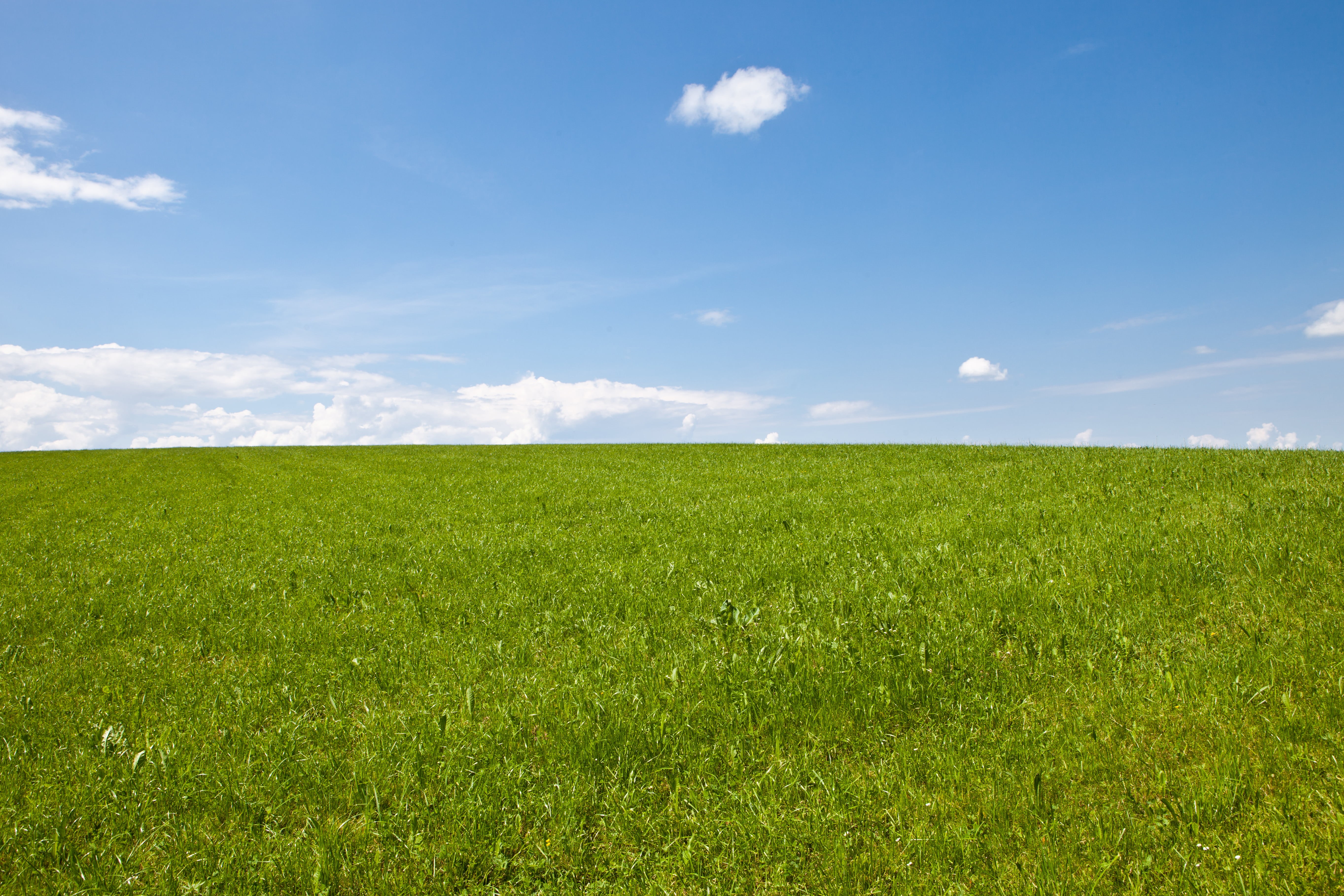 rural Scene, wiese, green grass, land, blue  grass, summer, season, green, stratus, grŸn, sky, outdoors, grass, agriculture, springtime, clouds, pasture, HD Wallpaper