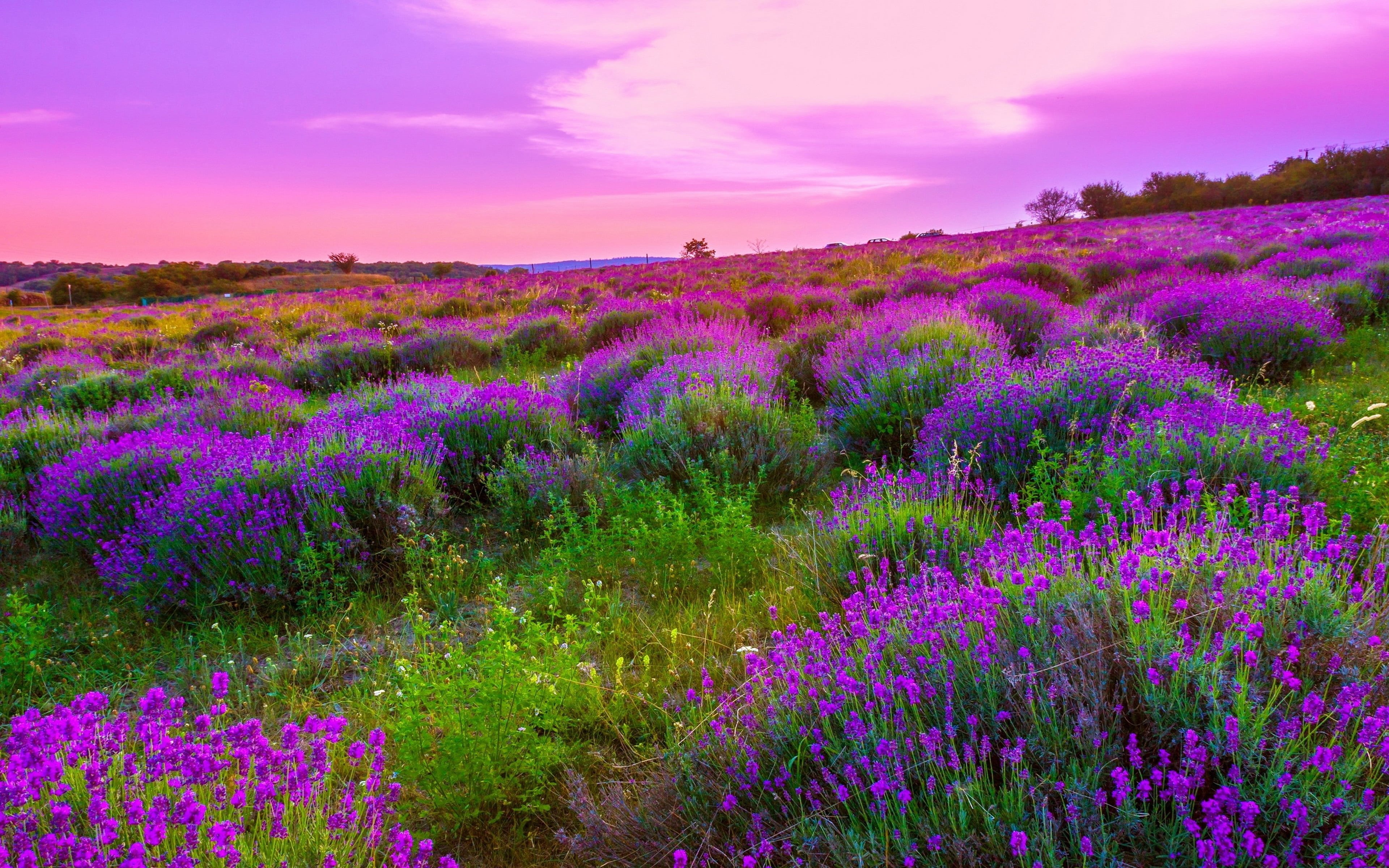 flower head, beauty in nature, sunset, 4K, flower, sky, flowers, tranquil scene, scenics - nature, nature, field, meadow, cloud - sky, lavender, HD Wallpaper