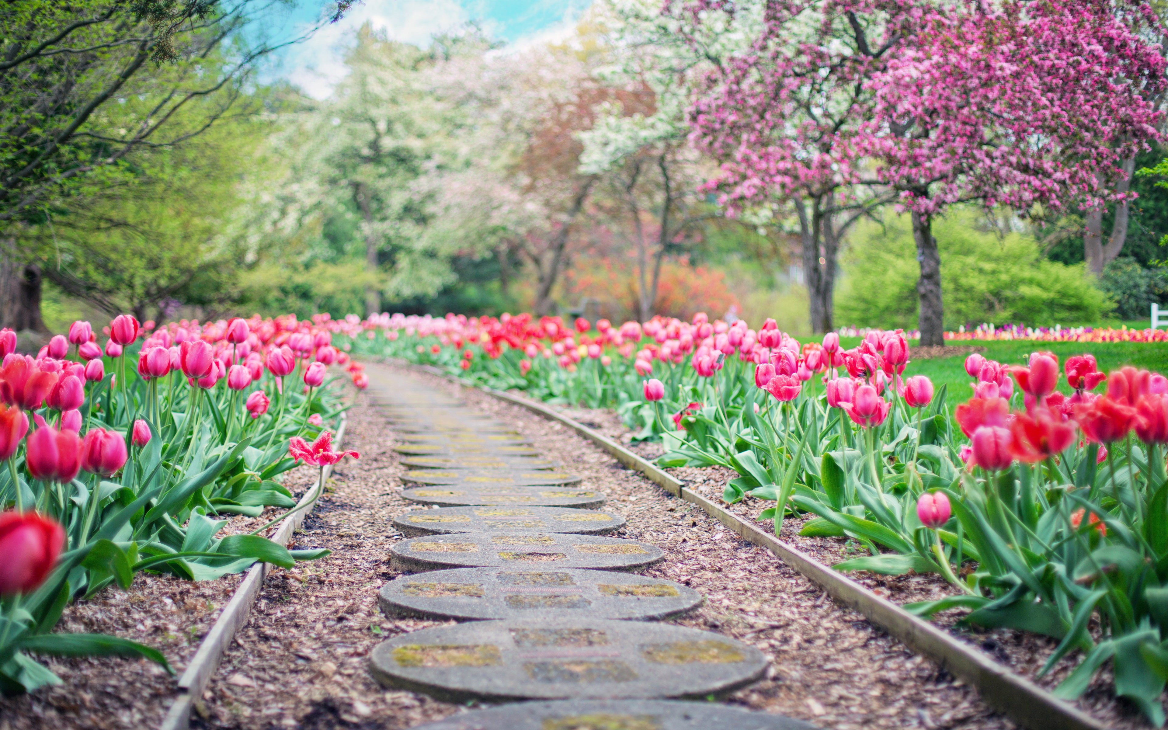 in a row, nature, spring, tree, outdoors, white, tulips, pink, blossom, beautiful, 4K, green color, garden, trees, pink color, growth, flowerbed, beauty in nature, HD Wallpaper