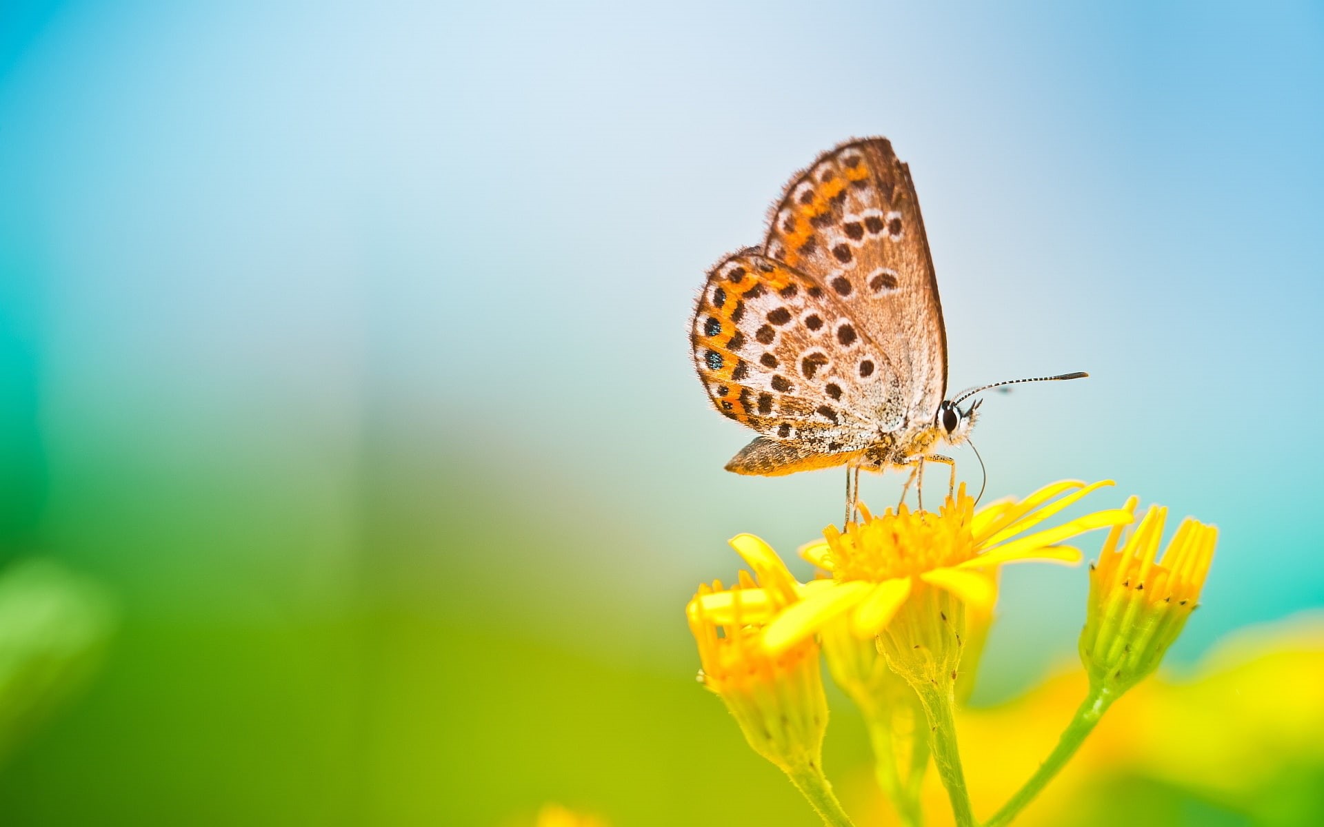 Butterfly, Flower, Spring, 1080P, Blurred, Yellow, Background, HD Wallpaper
