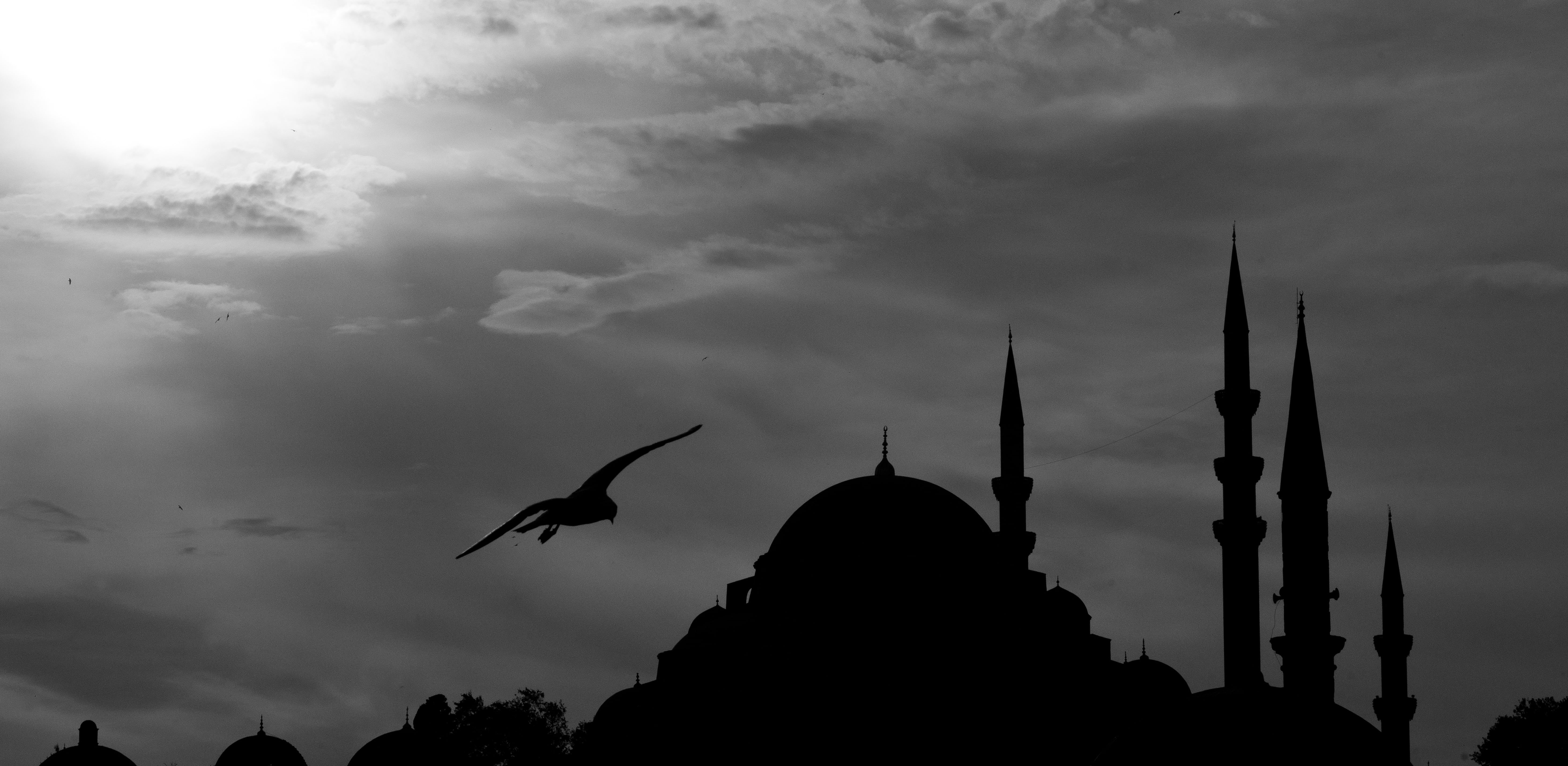 animals in the wild, fasting, turkey, middle east, bird, the minarets, 5K, landscape, seagull, spire, nature, building exterior, dome, sky, istanbul, cloud - sky, HD Wallpaper