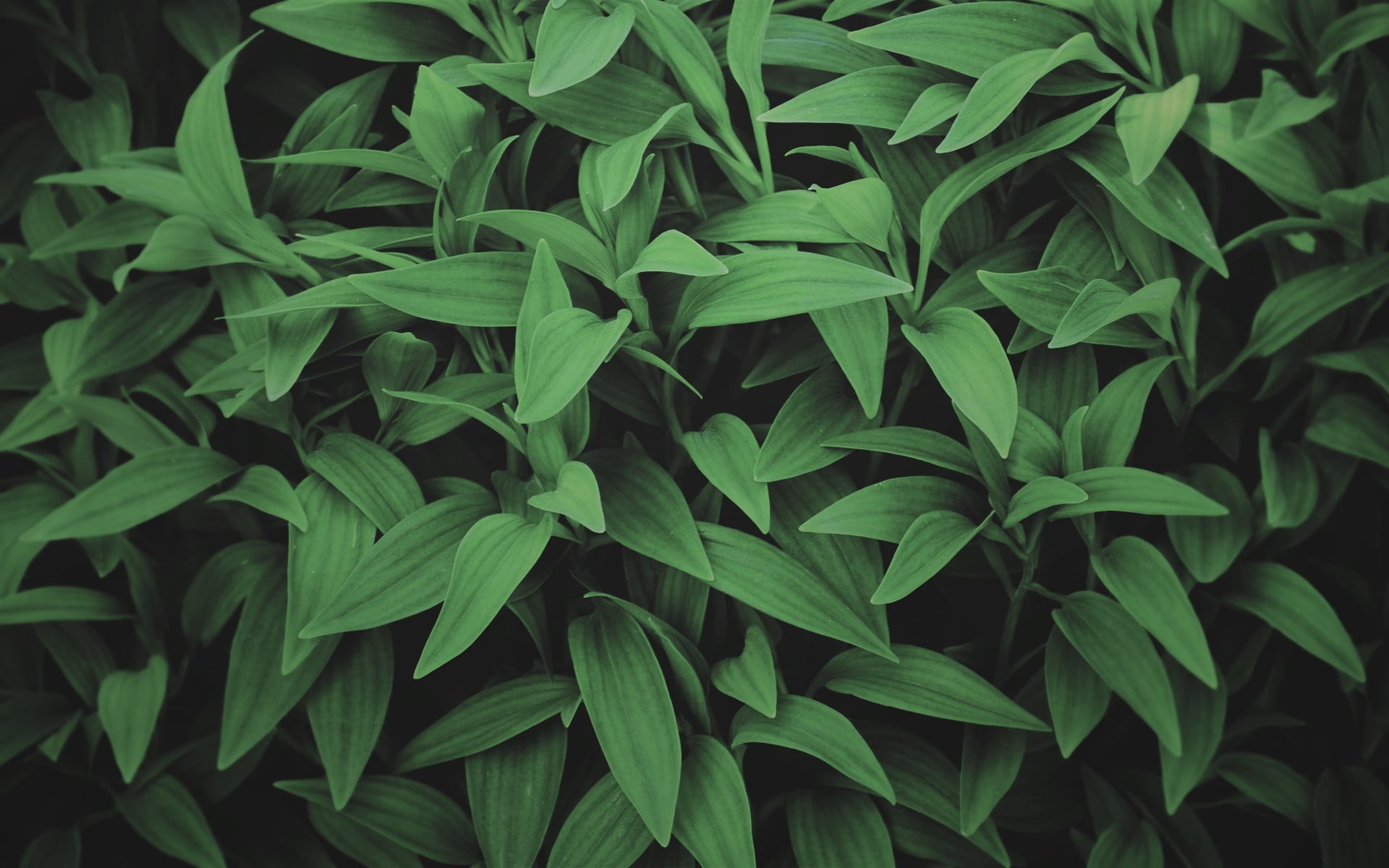 day, freshness, leafed, photography, full frame, plant, close-up, green, food and drink, land, fragility, abundance, green color, high angle view, plant part, HD Wallpaper