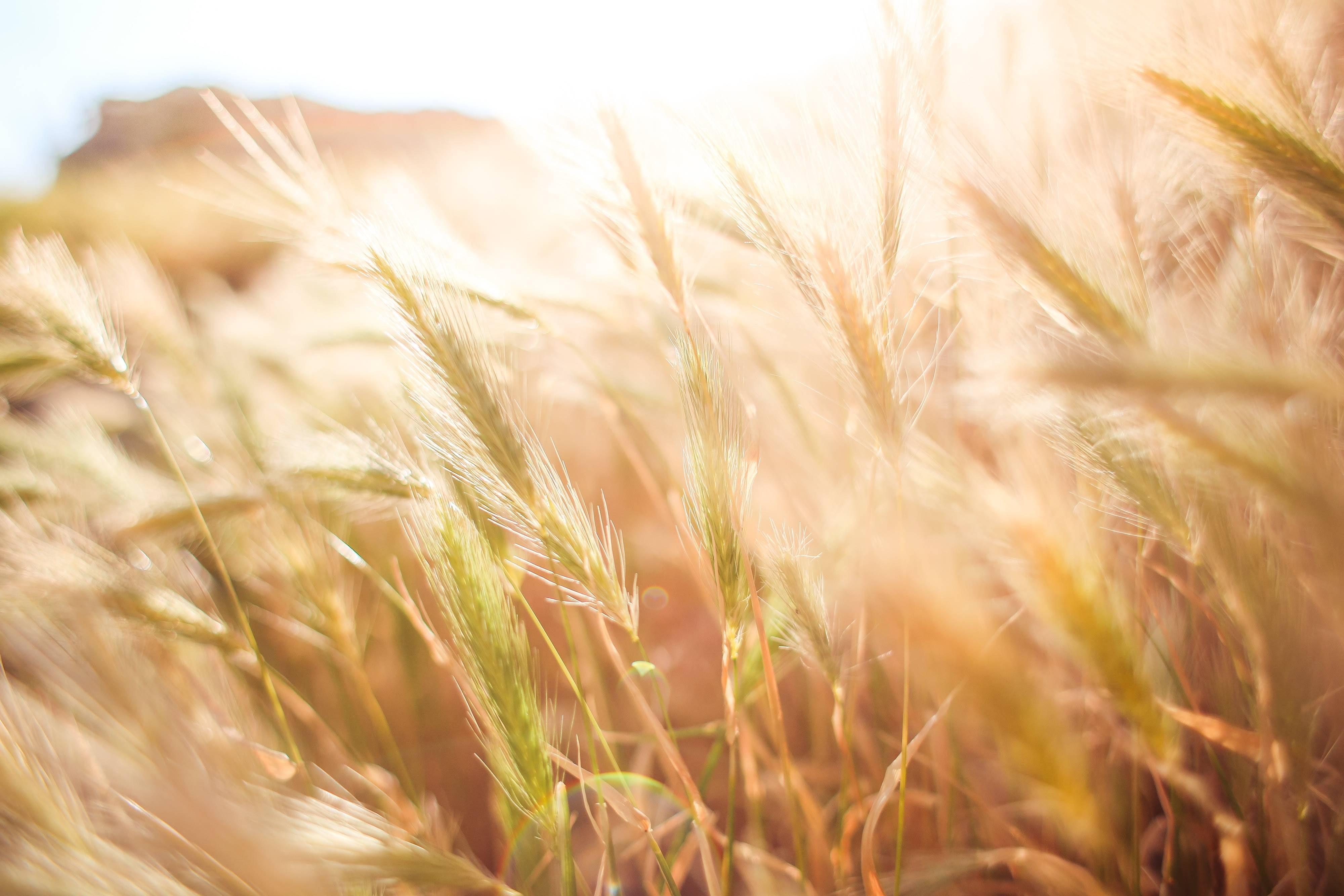 peaceful, agriculture, tranquility, field, wheat, 4K, zen, HD Wallpaper