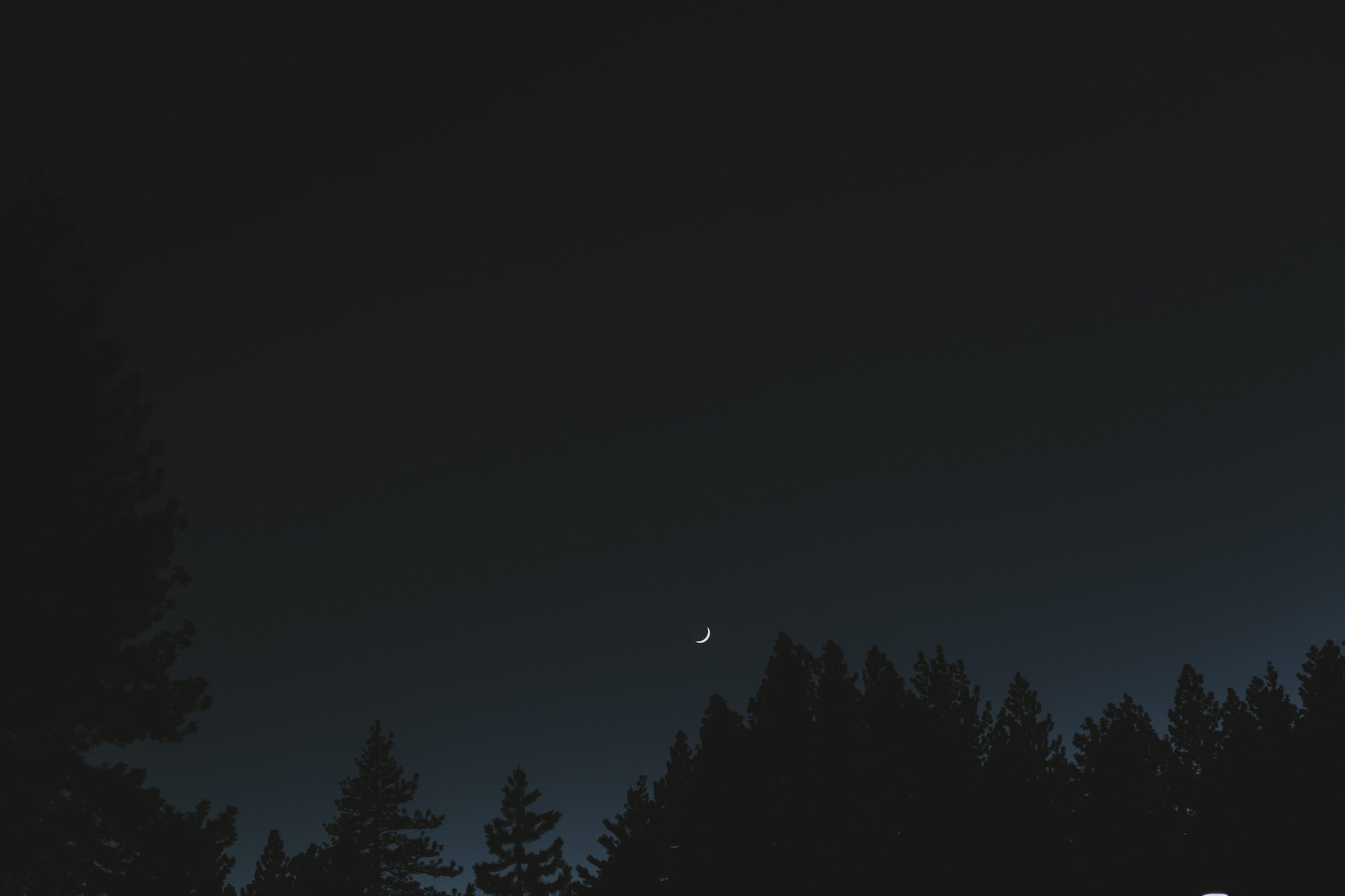 beauty in nature, trees, scenics, night, outdoors, astronomy, landscape, silhouette, winter, growth, sky, copy space, moon, non-urban scene, no people, HD Wallpaper