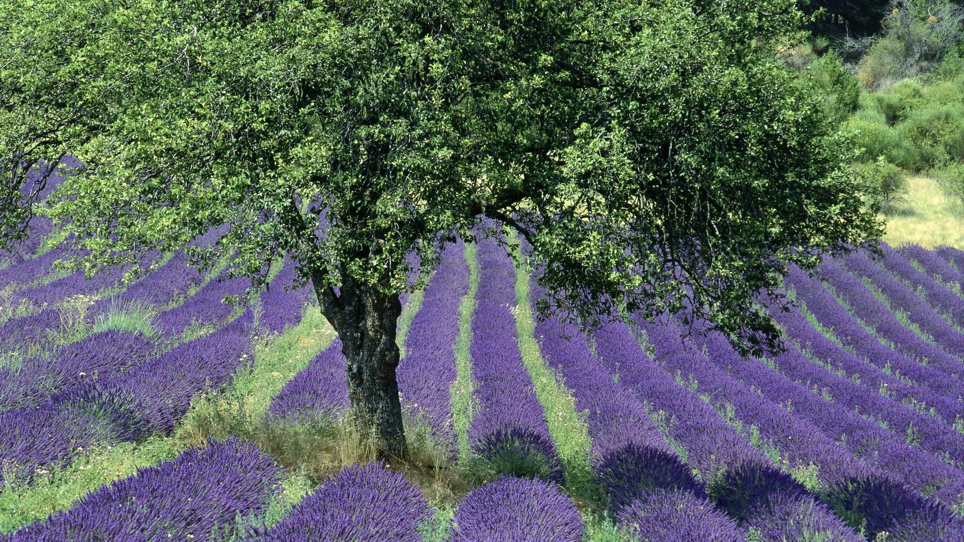 tree, flowerbed, no people, freshness, field, trees, outdoors, flowering plant, Provence, flower, environment, landscape, scenics - nature, flowers, France, HD Wallpaper