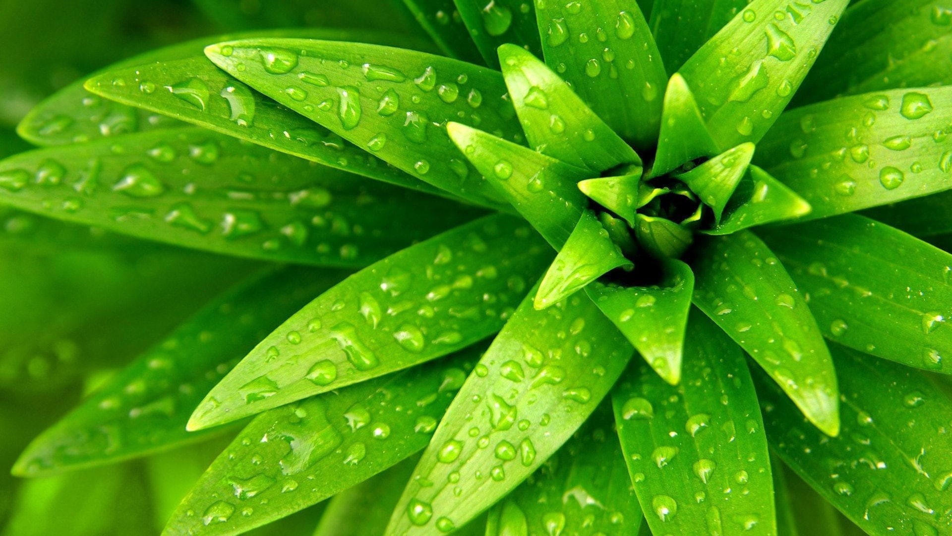 1080P, Leaf, Plant, Water, Green, close, Drops, HD Wallpaper