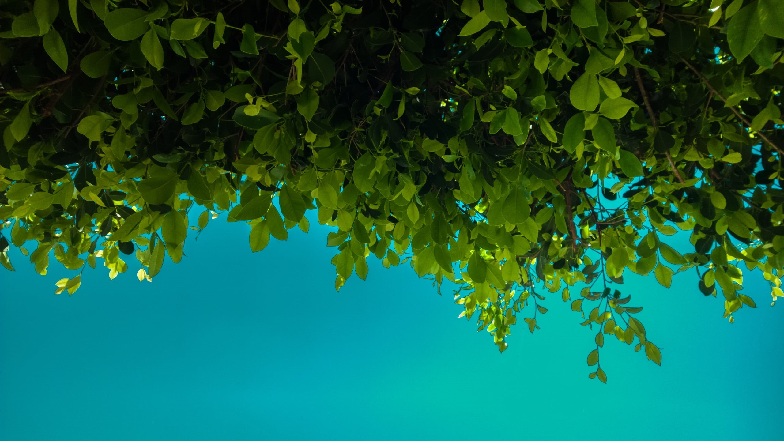 day, sky, plant, green color, outdoors, tree, food and drink, branch, beauty in nature, no people, green, leaves, growth, blue, freshness, plants, fruit, HD Wallpaper