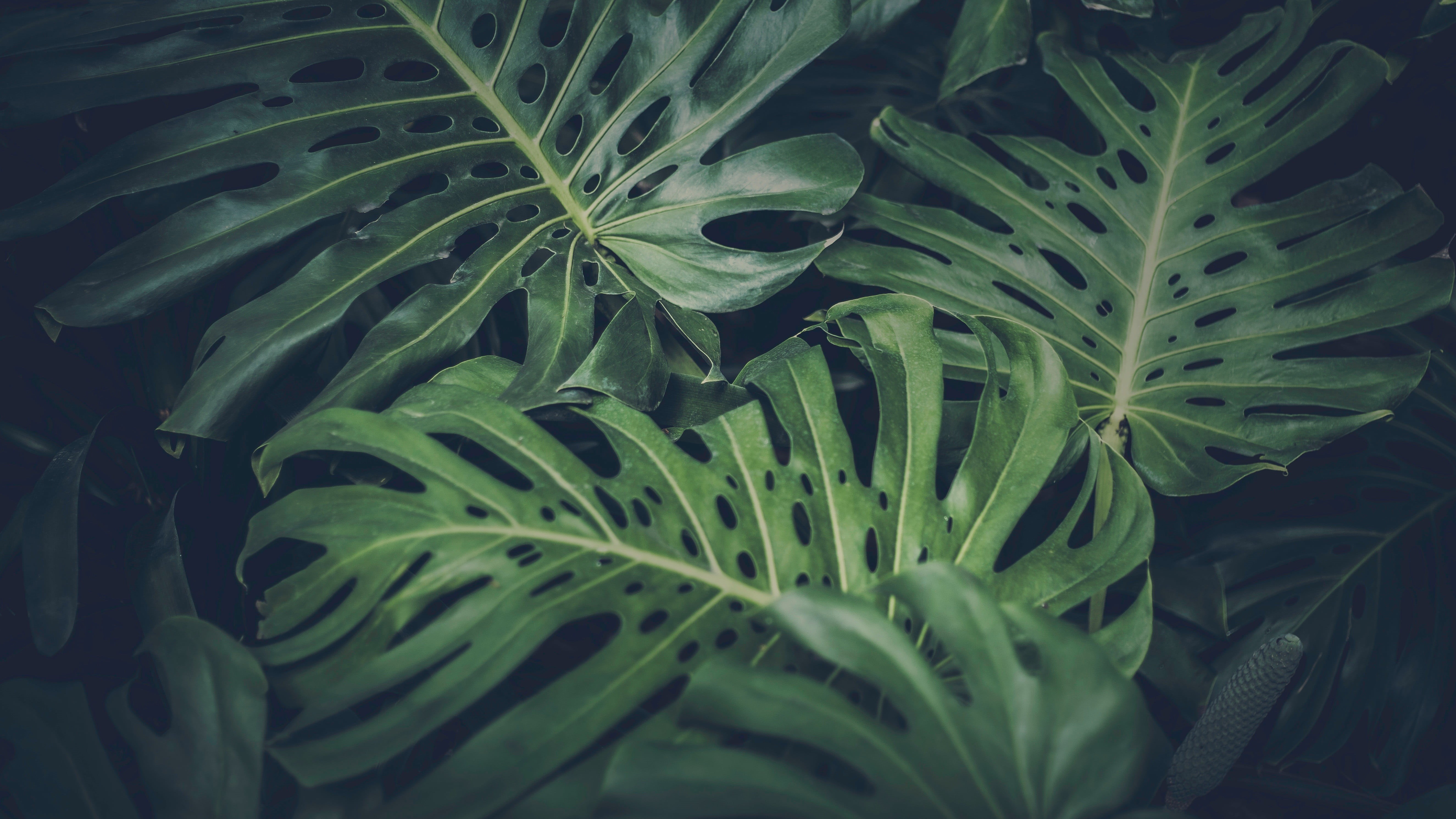 green color, plant part, beauty in nature, backgrounds, growth, green, close-up, no people, vulnerability, 5K, full frame, nature, leaf, outdoors, natural pattern, HD Wallpaper