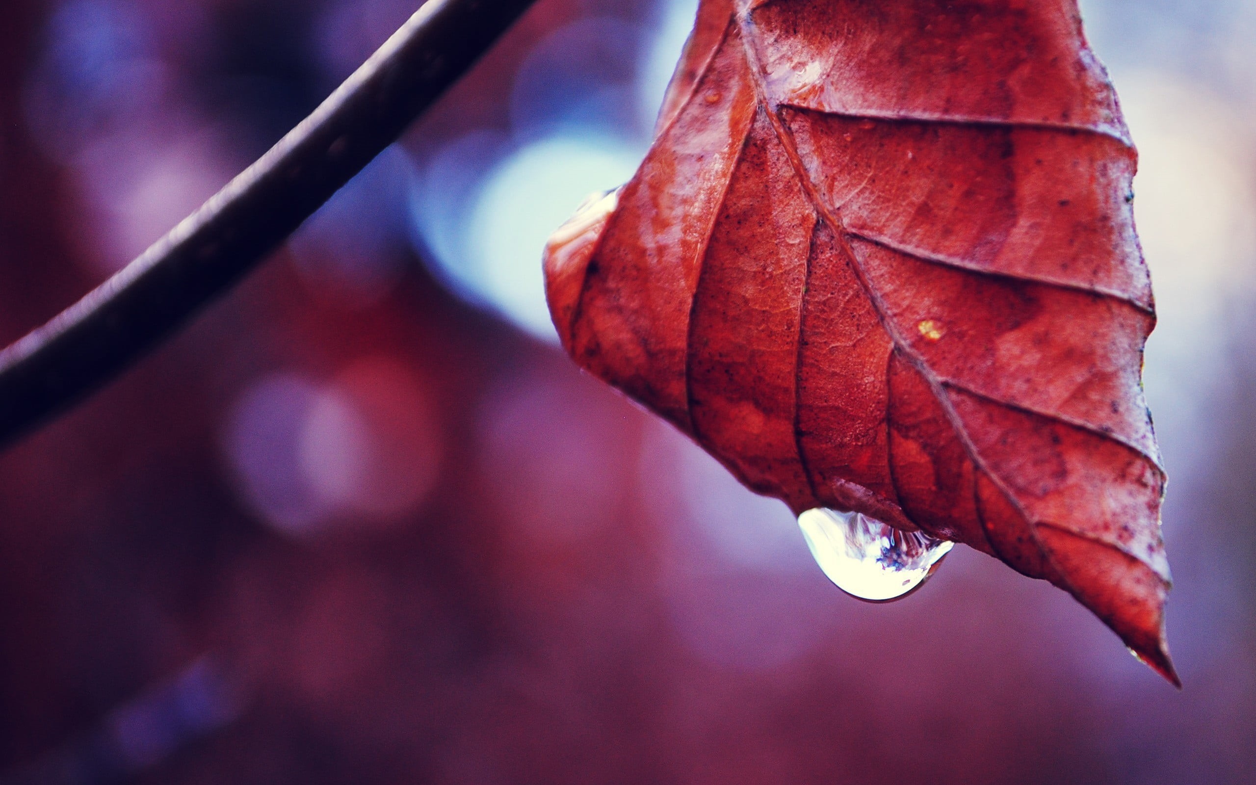 focus on foreground, vulnerability, plant, leaf, red, change, outdoors, maple leaf, nature, autumn, growth, natural condition, selective focus, 2K, plant part, HD Wallpaper