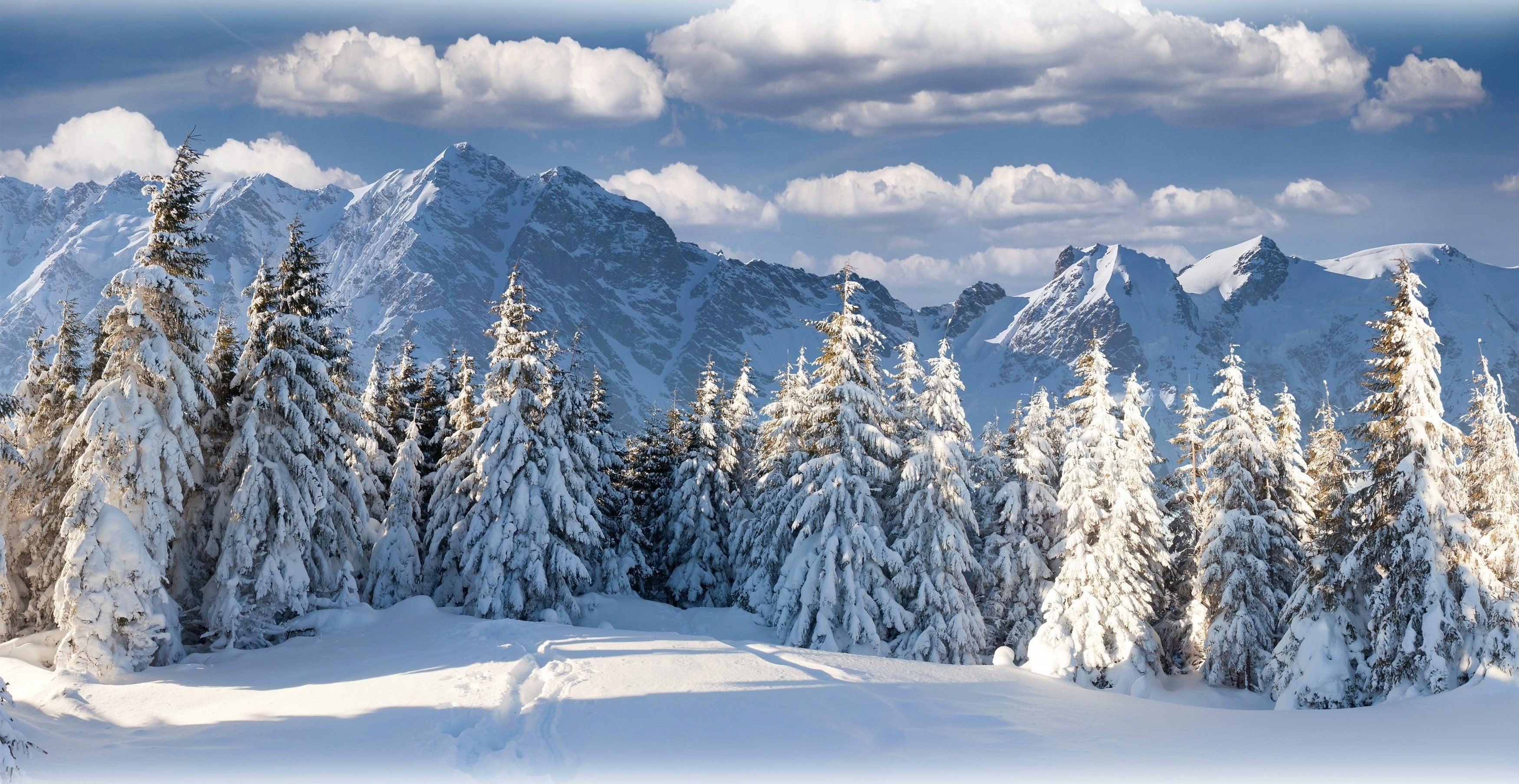 snow, blue, panoramic, winter, frozen, white color, 2K, land, scenics - nature, pine tree, coniferous tree, plant, environment, tree, sky, mountain peak, HD Wallpaper