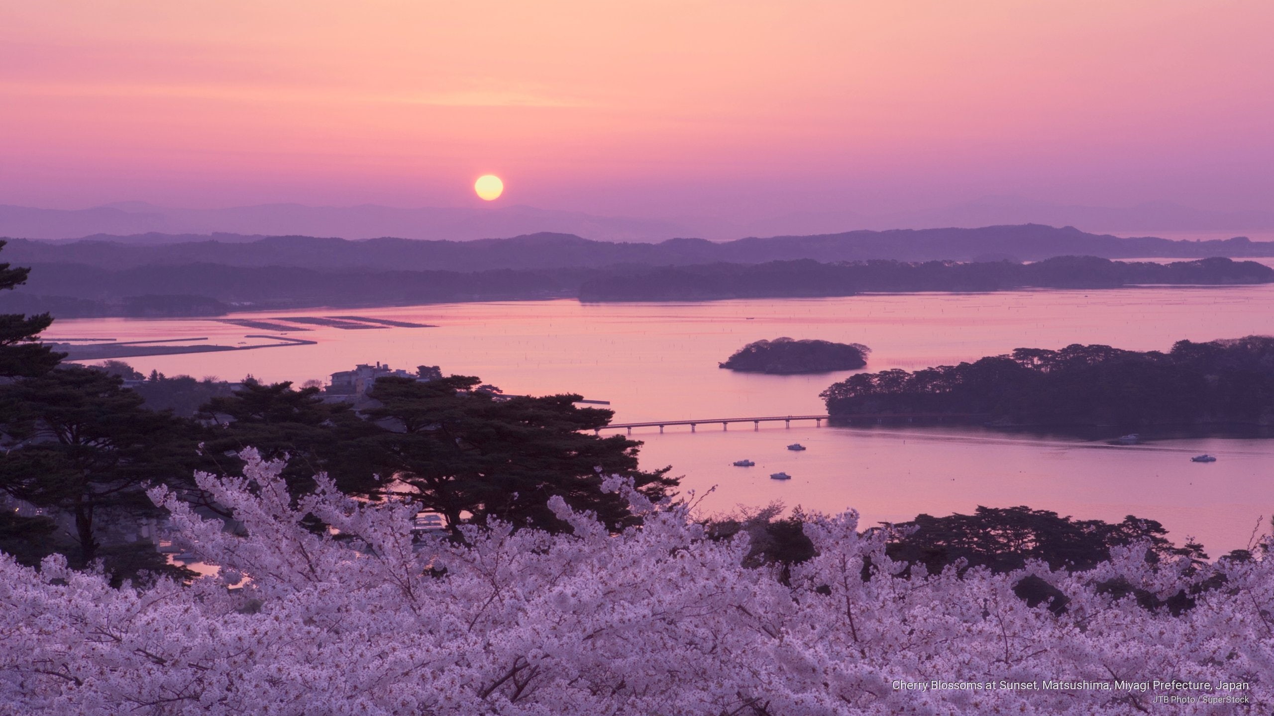 sunset, matsushima, prefecture, 2K, miyagi, japan, cherry, Asia, blossoms, HD Wallpaper