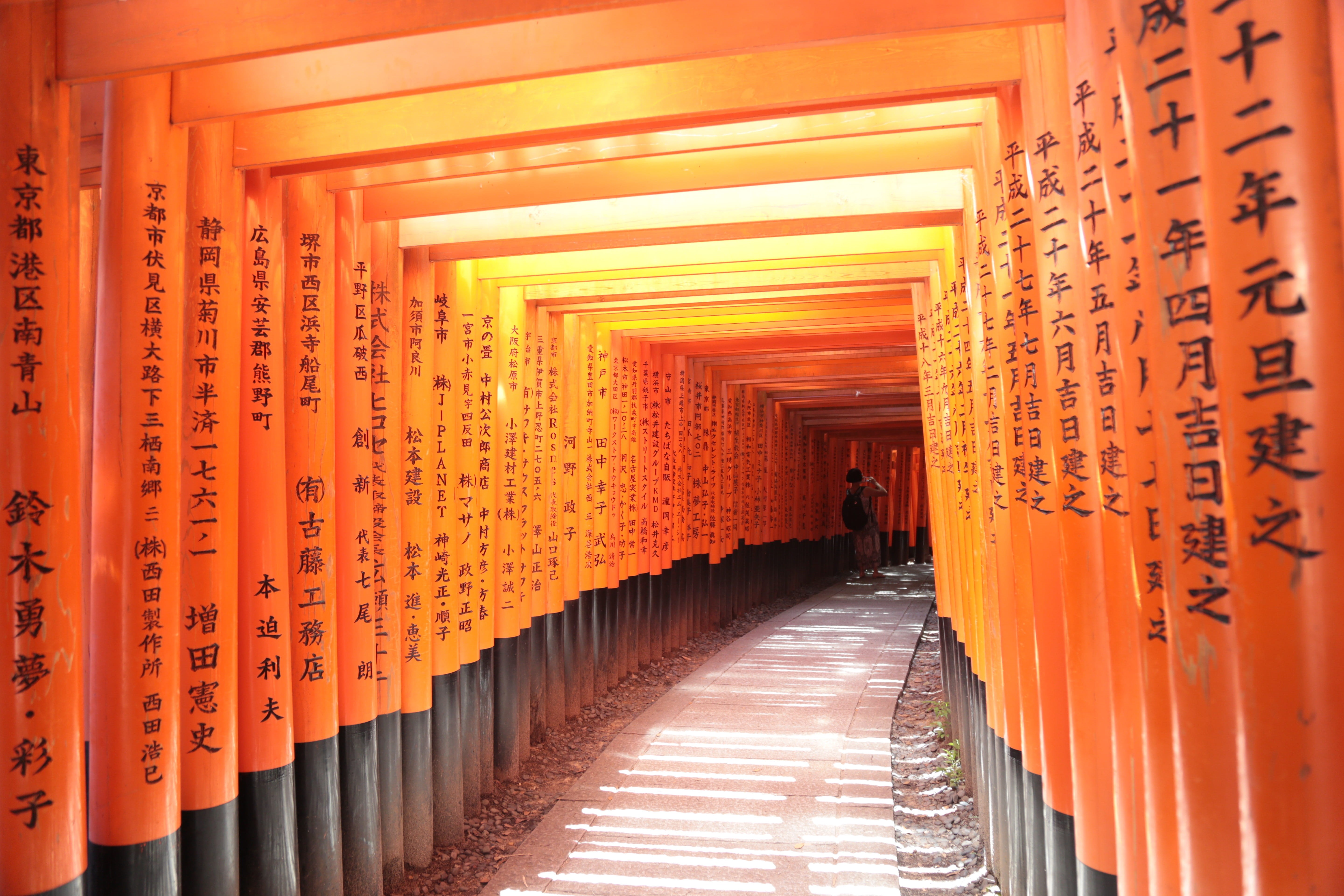 china - East Asia, in a row, 5K, the way forward, asia, communication, torii Gate, kyoto City, place of worship, indoors, kyoto Prefecture, direction, HD Wallpaper