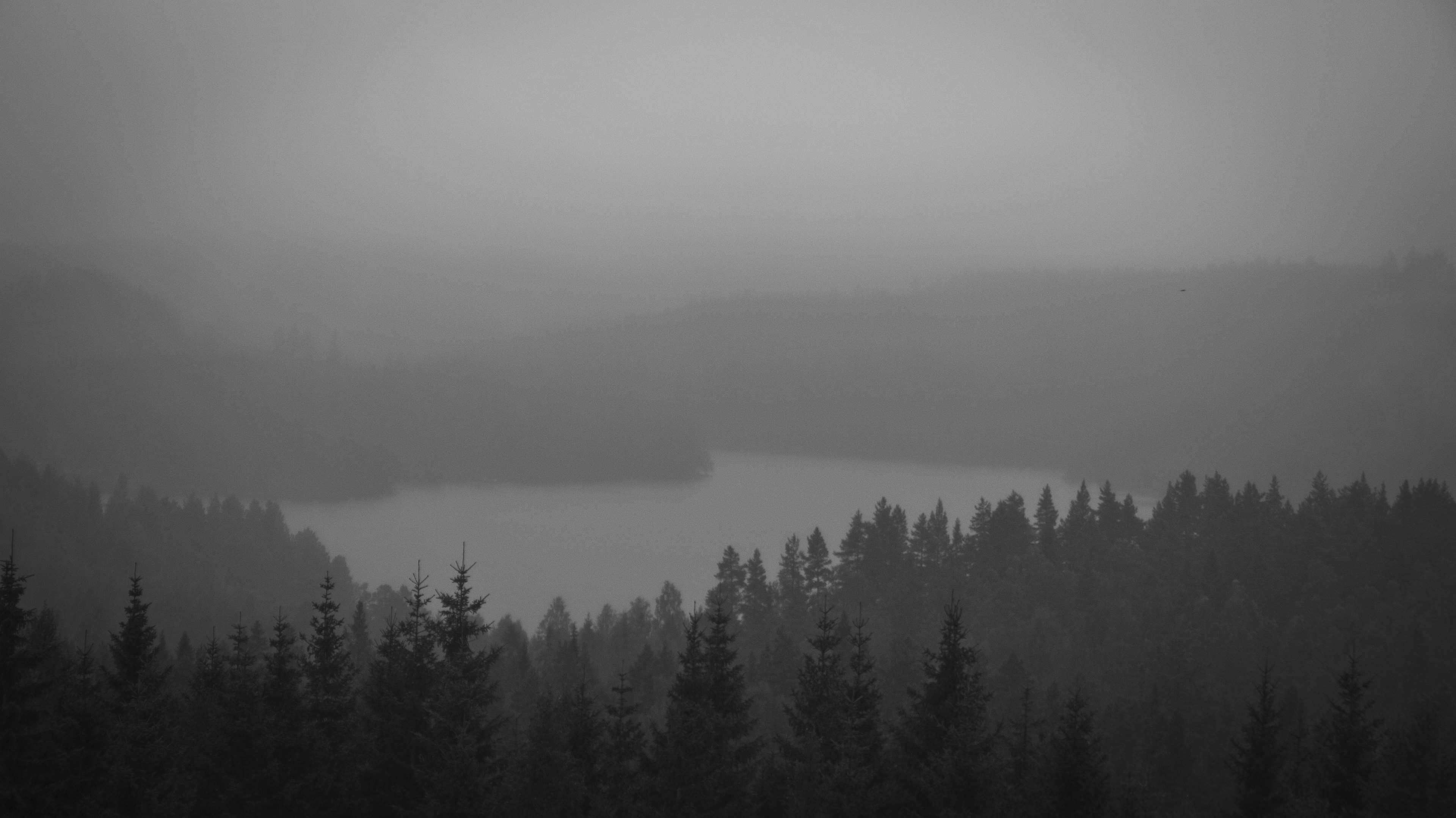scenics - nature, mist, coniferous tree, sky, lake, pine tree, silhouette, nature, tranquil scene, day, tree, black and white, 4K, woodland, plant, non-urban scene, HD Wallpaper