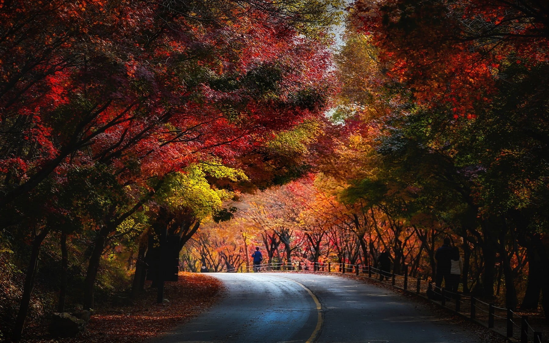 leaves, leafed, landscape, change, transportation, autumn, tree, red, scenics - nature, outdoors, nature, autumn collection, tunnel, tranquil scene, no people, HD Wallpaper