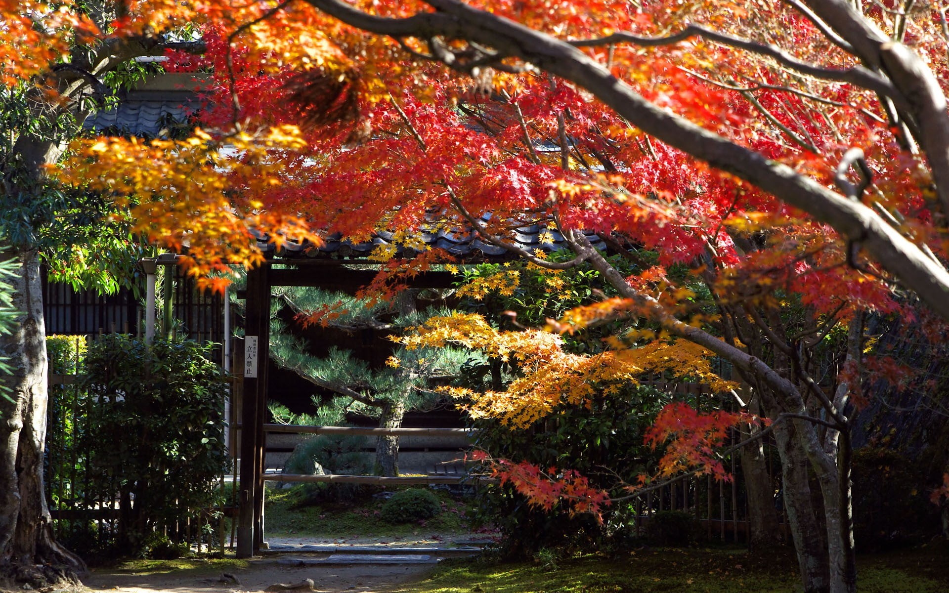 leaf, colors, plant, leafed, Japan, growth, 1080P, uSA, branch, fall, gold Colored, architecture, park - Man Made Space, october, vibrant Color, house, HD Wallpaper