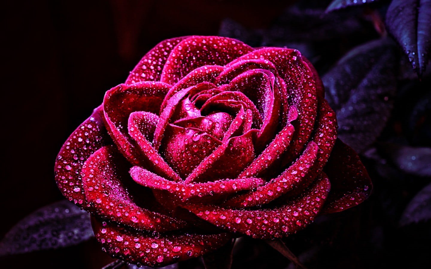 rose - flower, flower head, close-up, macro, 720P, plant, flowering plant, rose, flowers, red, freshness, fragility, vulnerability, focus on foreground, HD Wallpaper