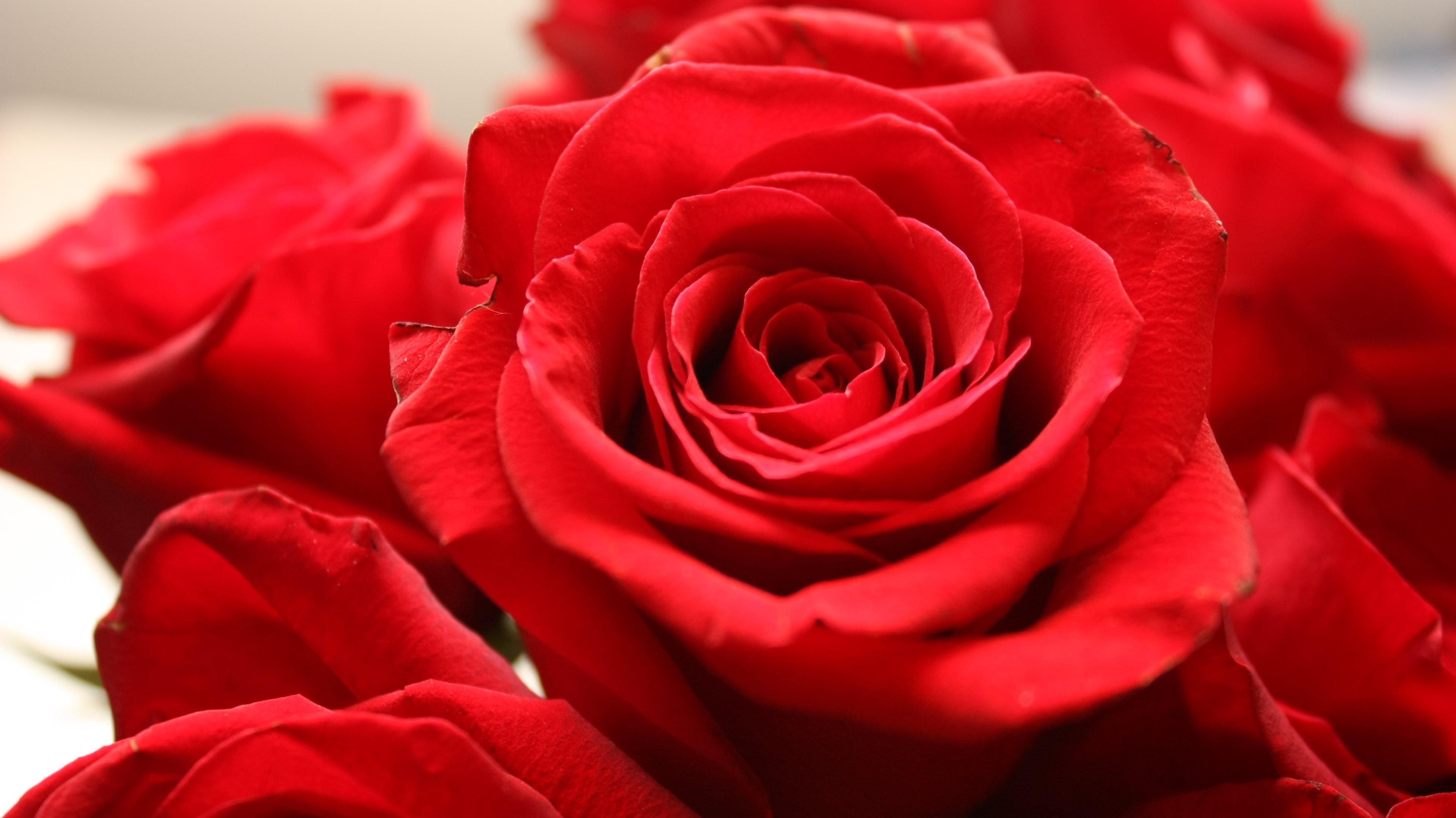 flowers, rose - flower, valentines day - holiday, fragility, no people, freshness, close-up, flower, plant, petal, red, 4K, vulnerability, rose, flower arrangement, HD Wallpaper