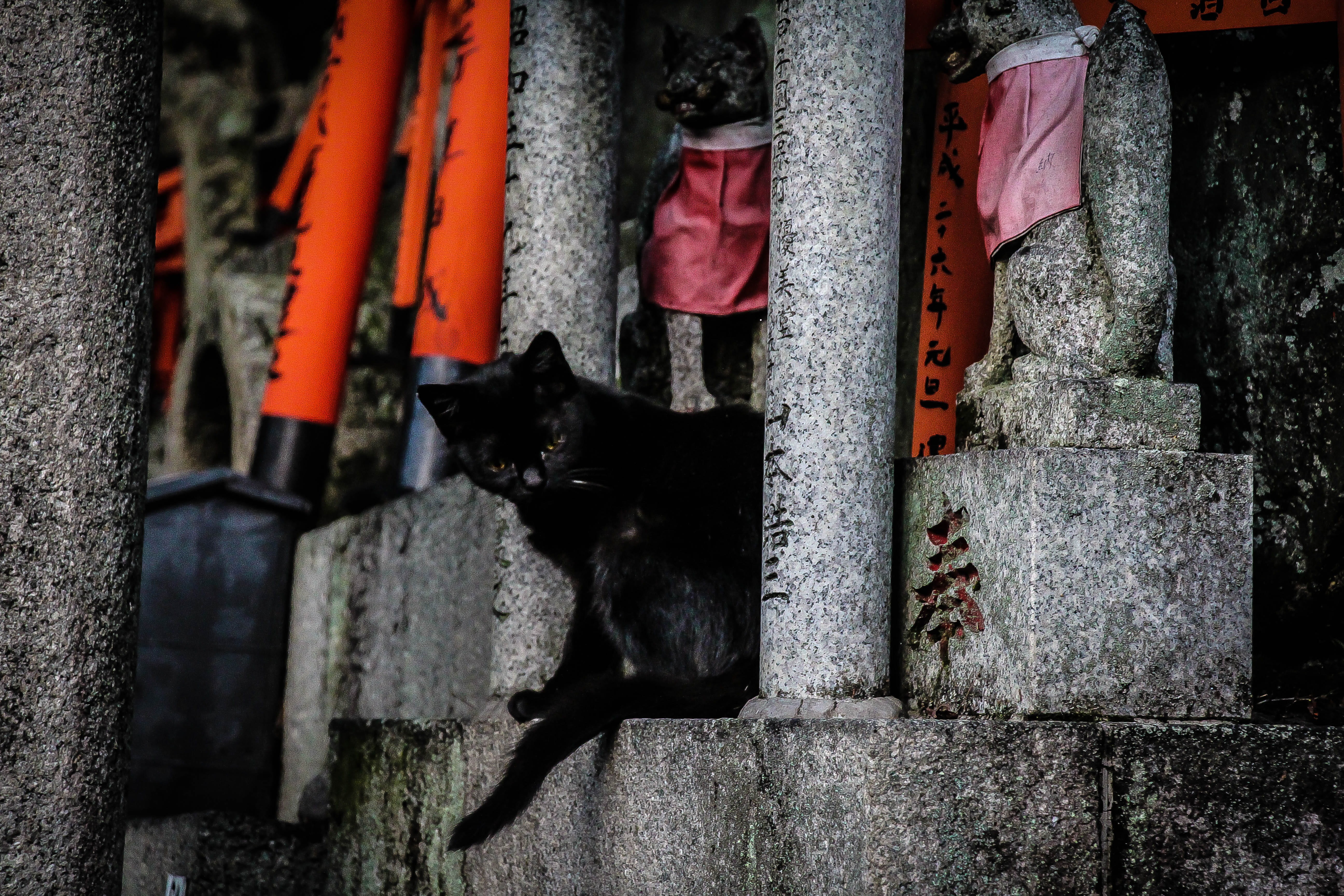 shine, japan, staircase, feline, animal themes, dog, kyoto, vertebrate, orange, stone, no people, day, relaxation, black color, animal, 5K, architecture, HD Wallpaper